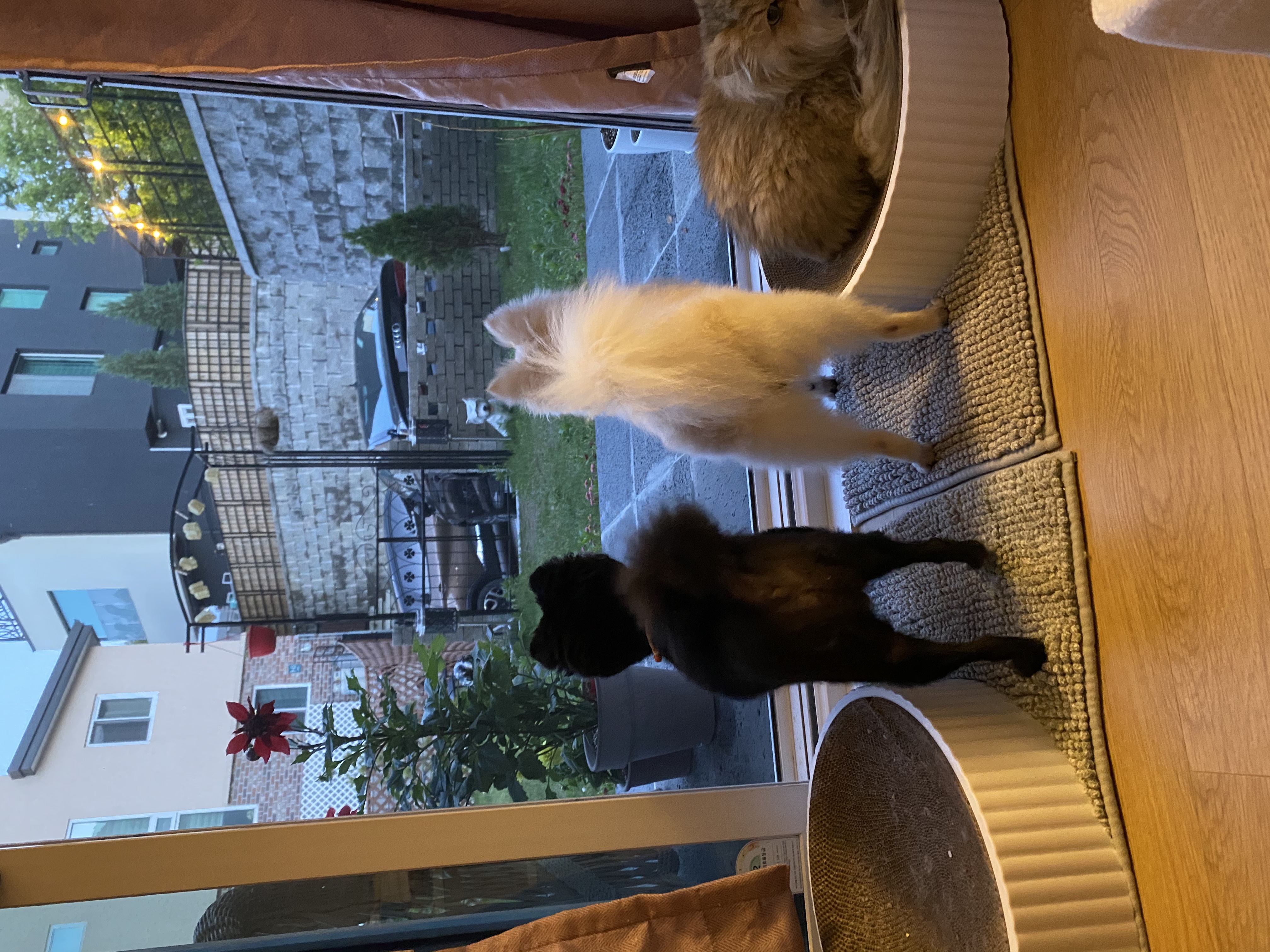 김가루♥(곤지암오잉이) 일주일 입양일기