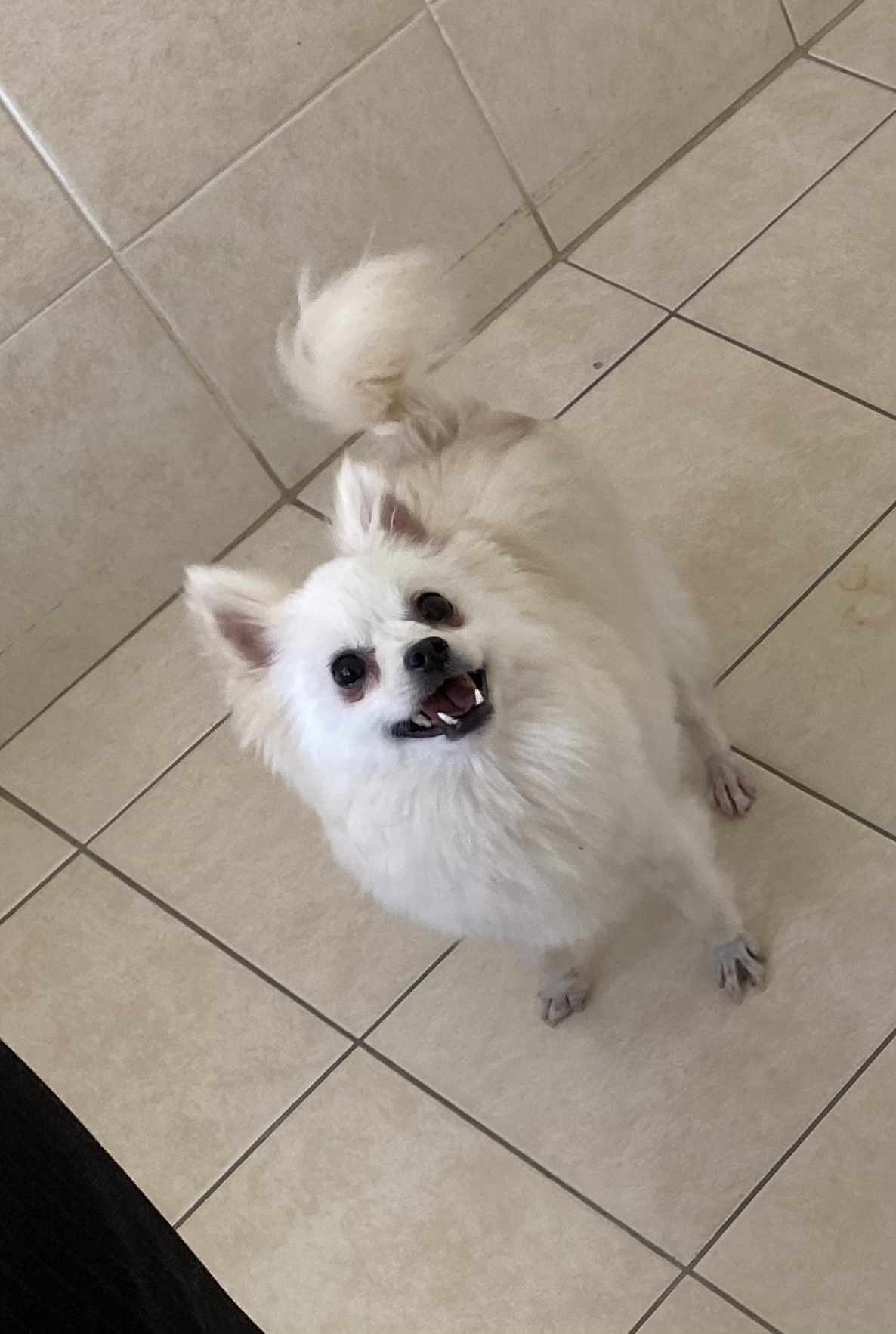 김가루♥(곤지암오잉이) 일주일 입양일기