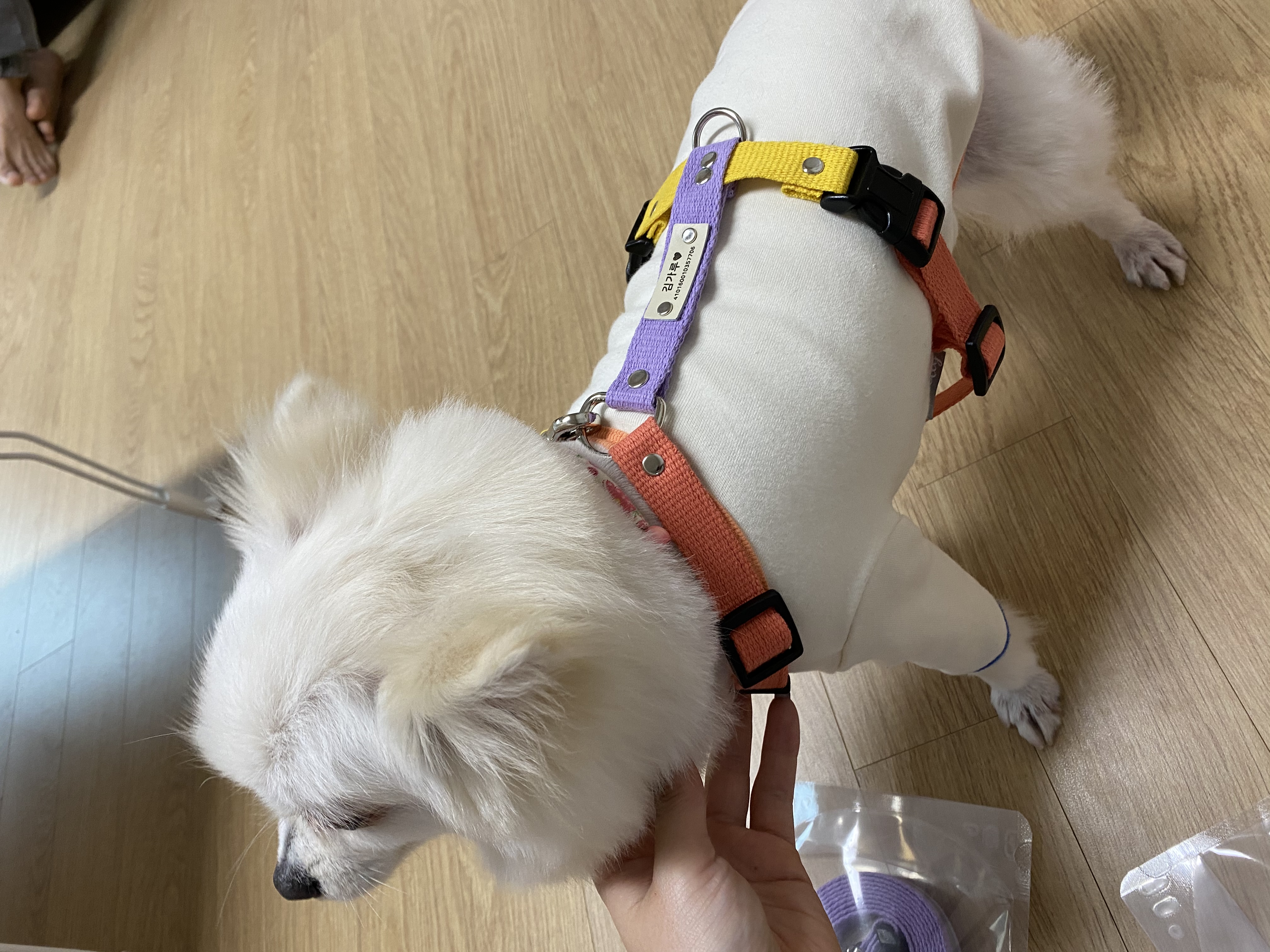 김가루♥(곤지암오잉이) 일주일 입양일기