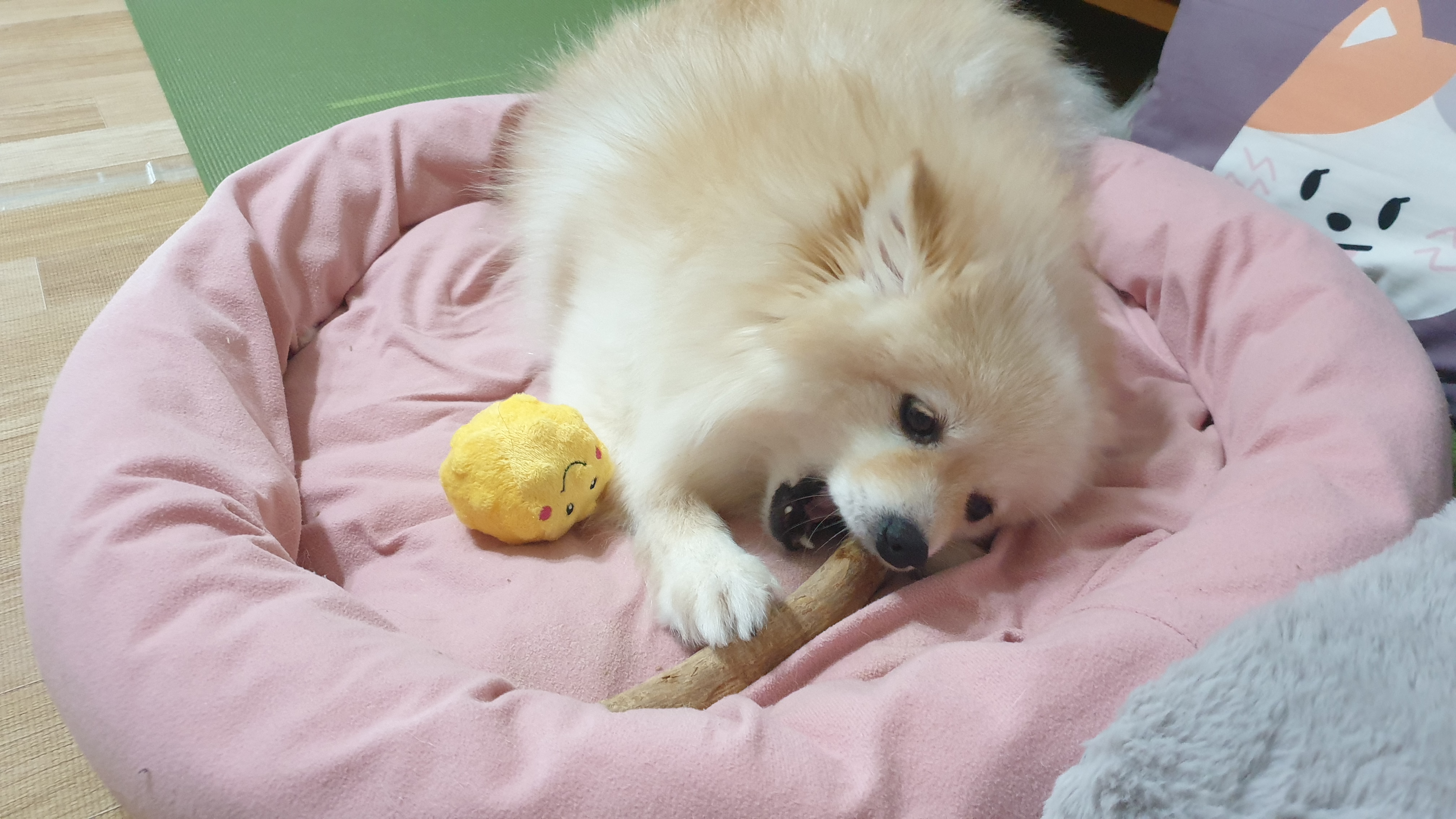 곤지암 단밤이 입양 두 달 후기