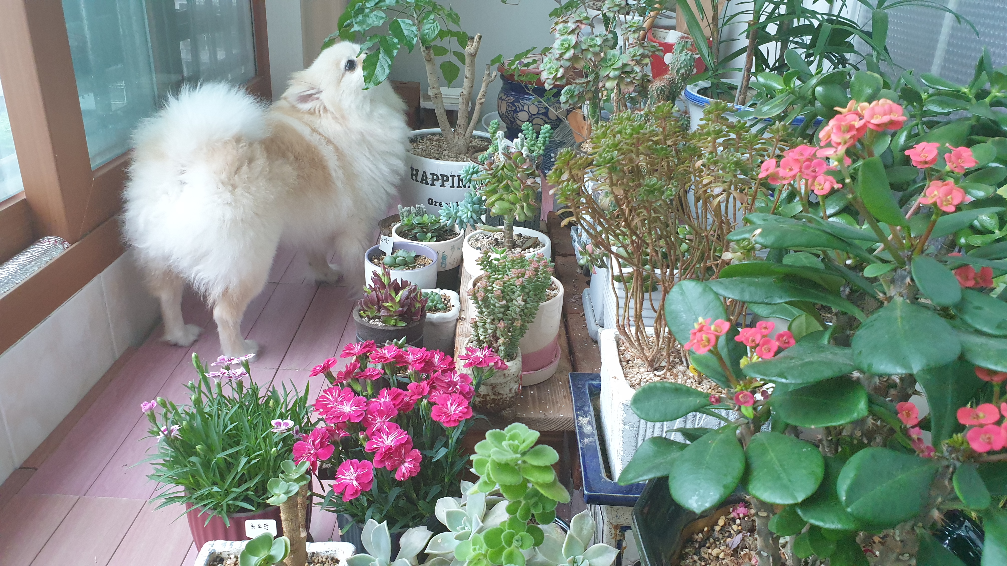 곤지암 단밤이 입양 두 달 후기