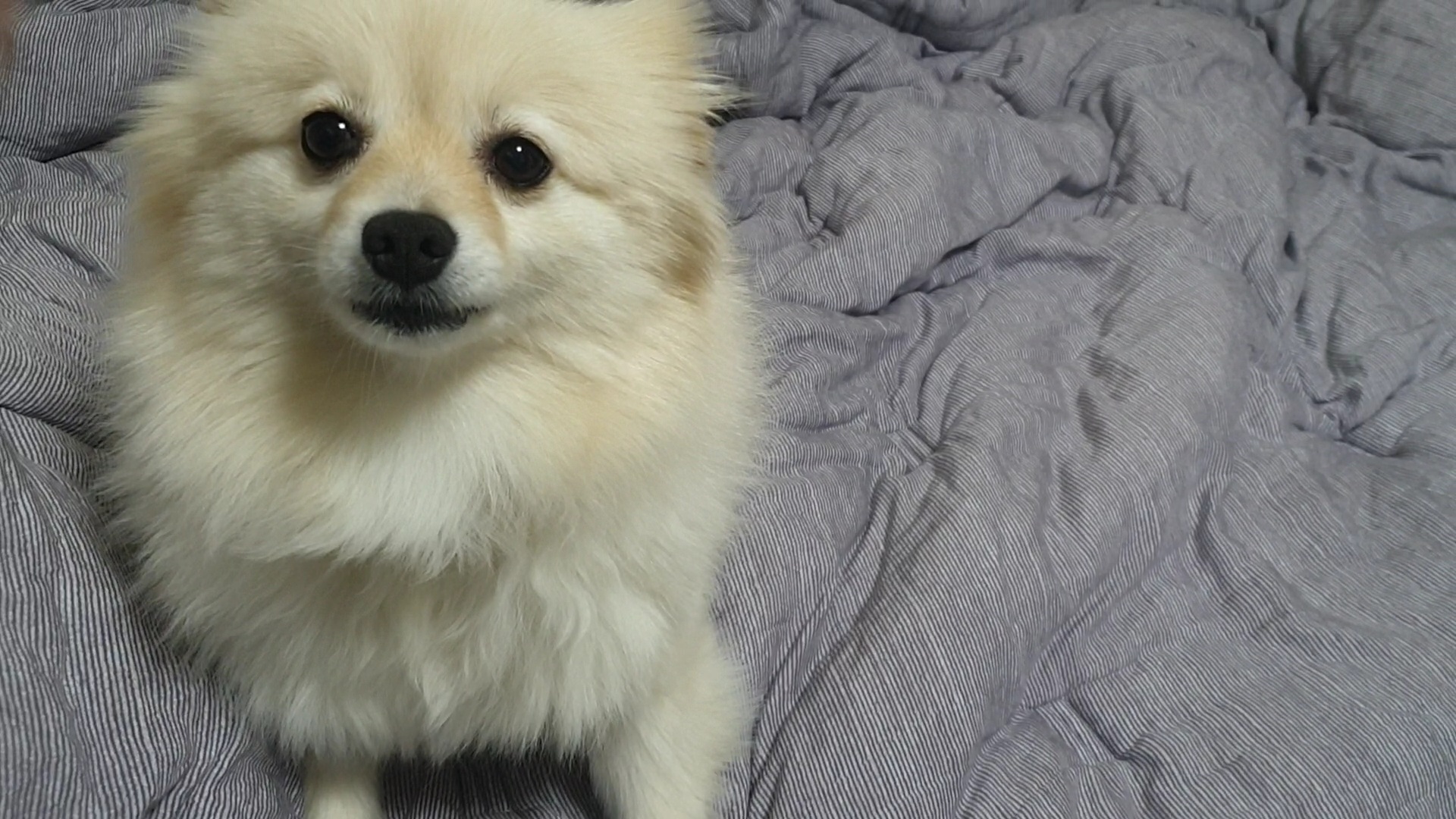 곤지암 단밤이 입양 두 달 후기