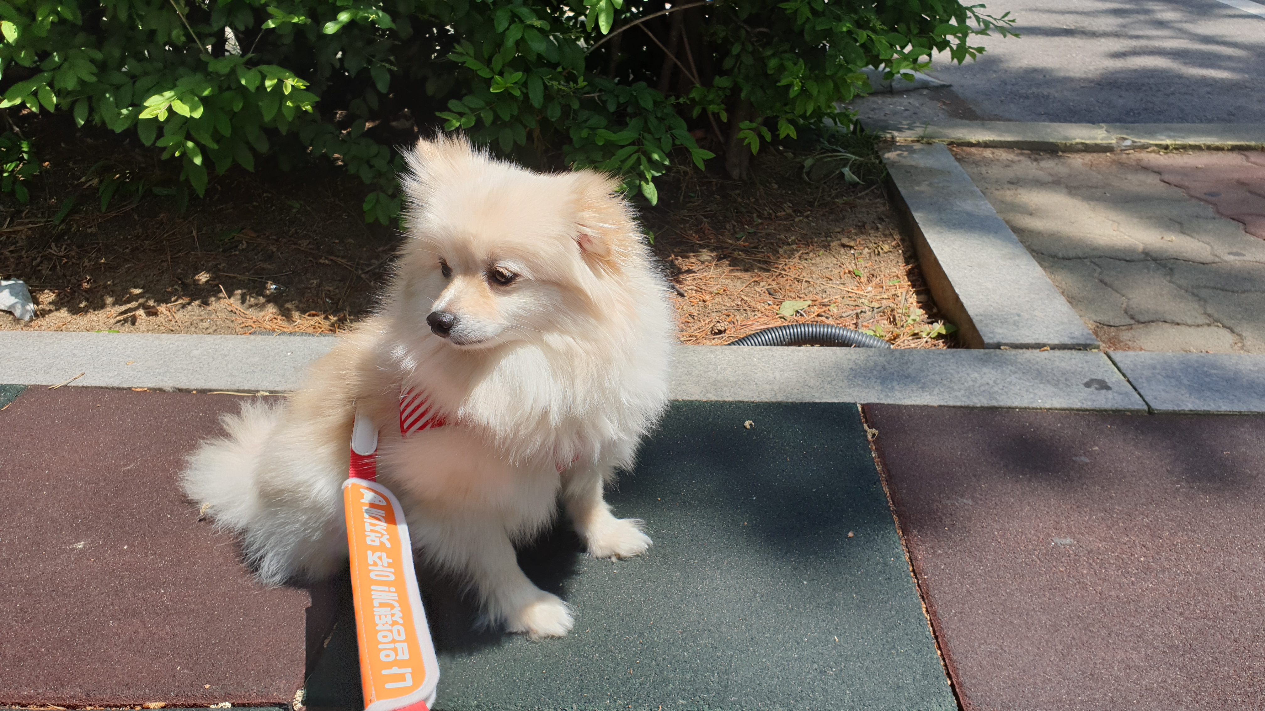 곤지암 단밤이 입양 두 달 후기