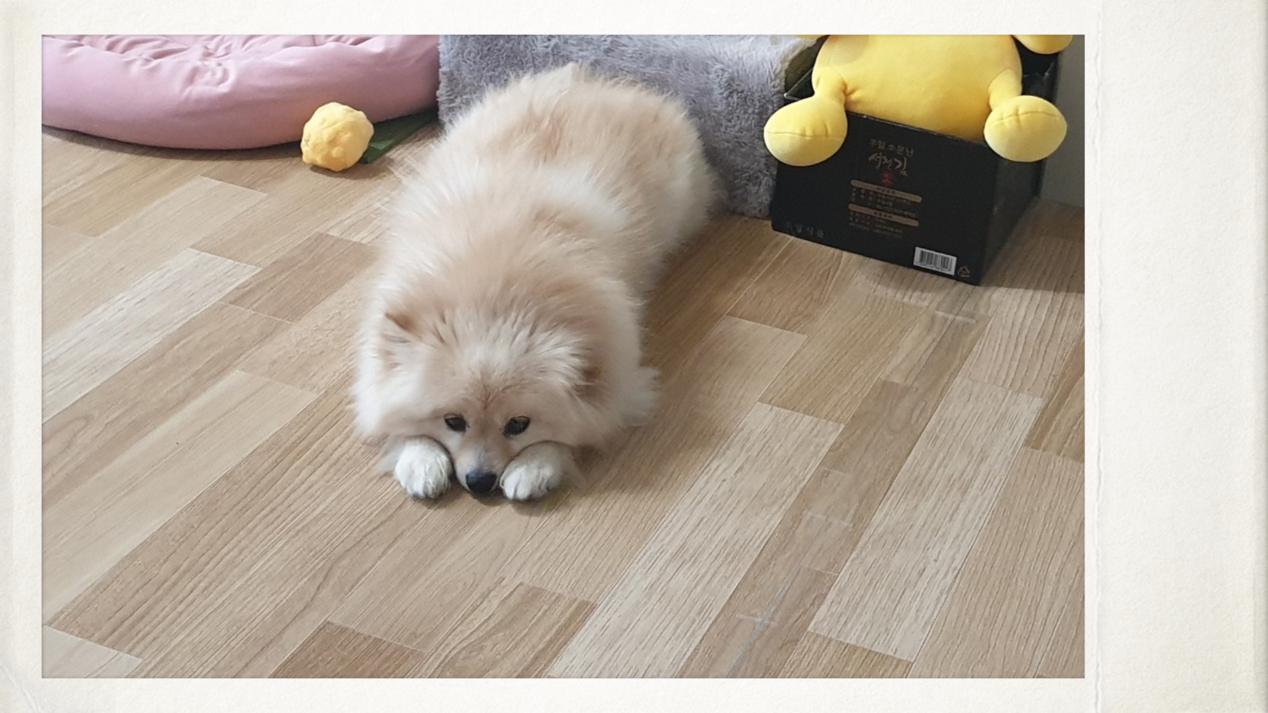 곤지암 단밤이 입양 두 달 후기