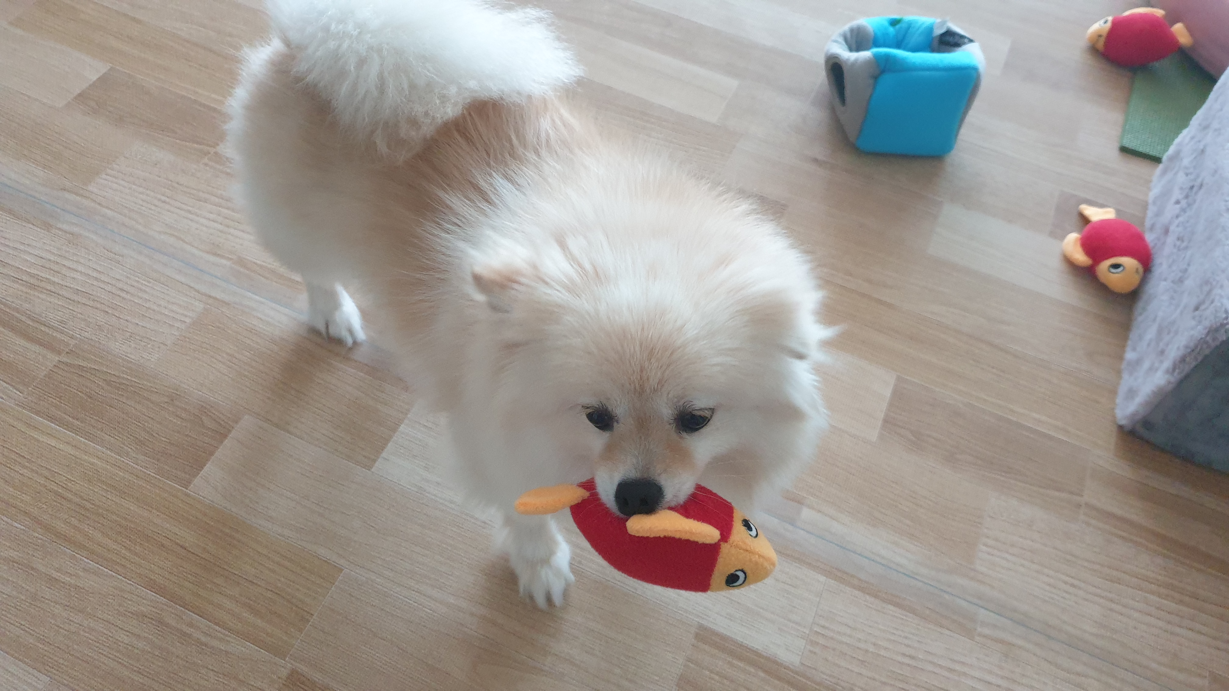 곤지암 단밤이 입양 두 달 후기