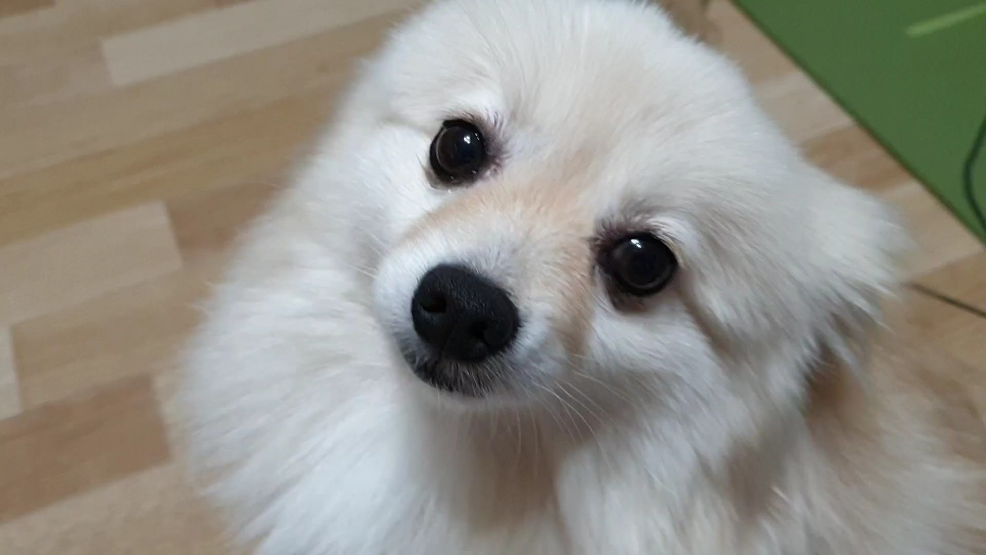 곤지암 단밤이 입양 두 달 후기