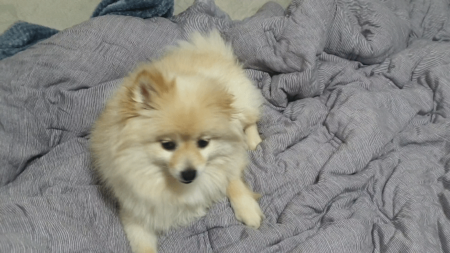 곤지암 단밤이 입양 두 달 후기