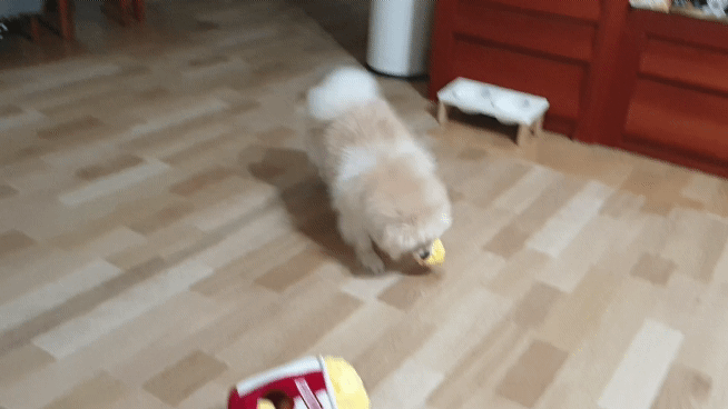 곤지암 단밤이 입양 두 달 후기