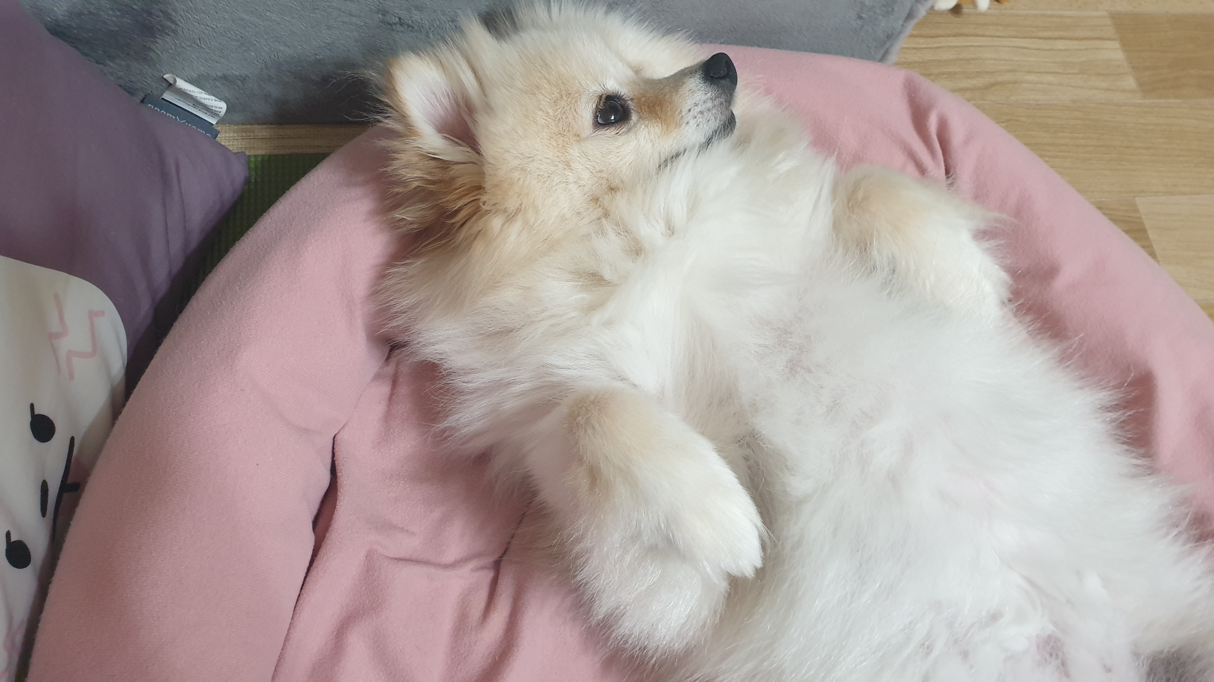 곤지암 단밤이 입양 두 달 후기