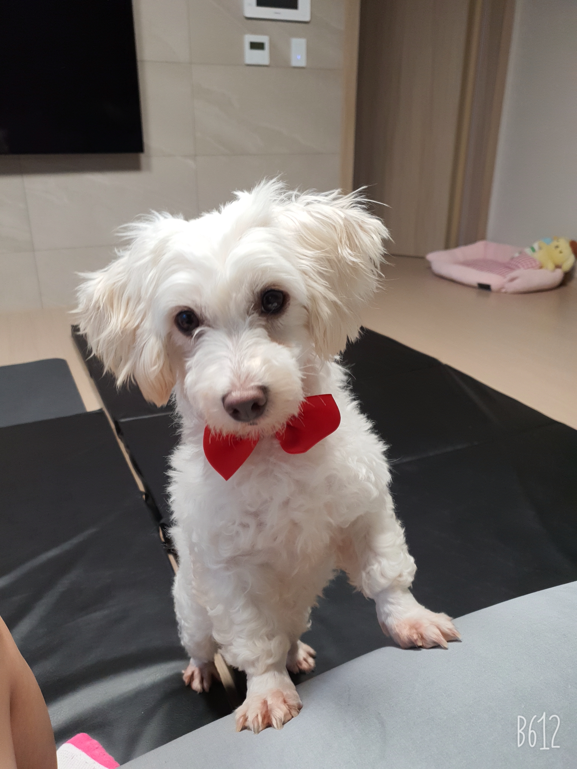 엘사 입양 일주일!!