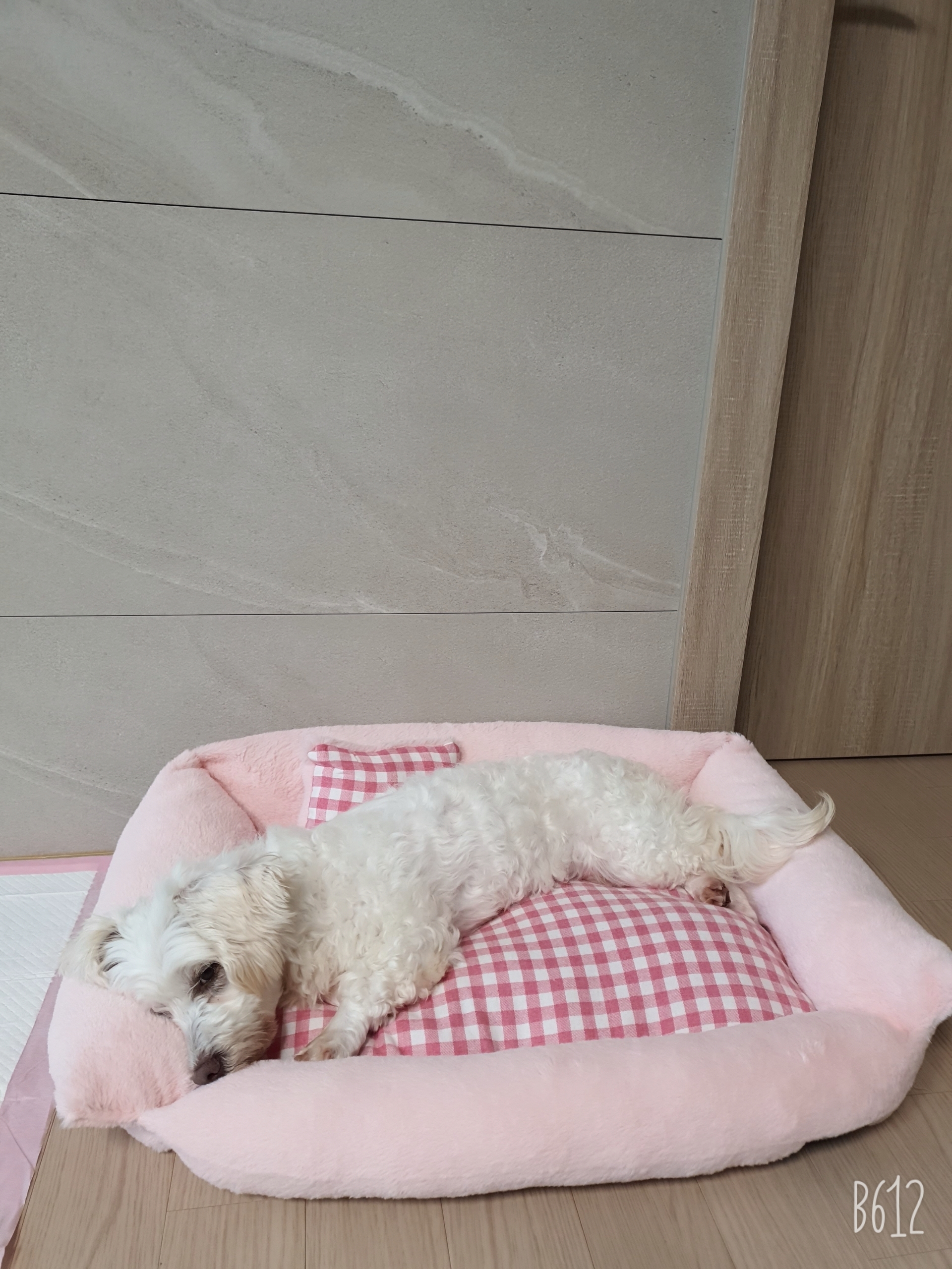 엘사 입양 일주일!!