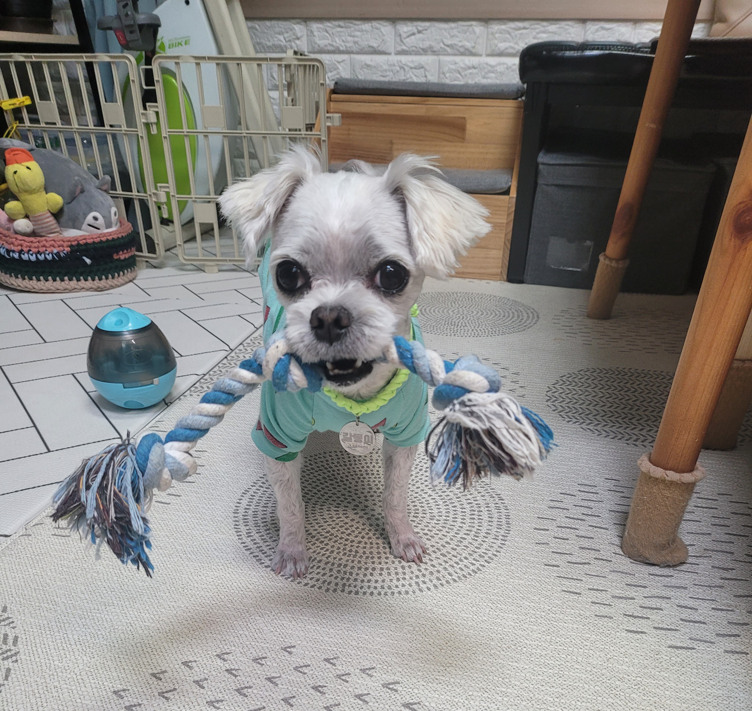 곤지암 길동이♡ 입양 한달!