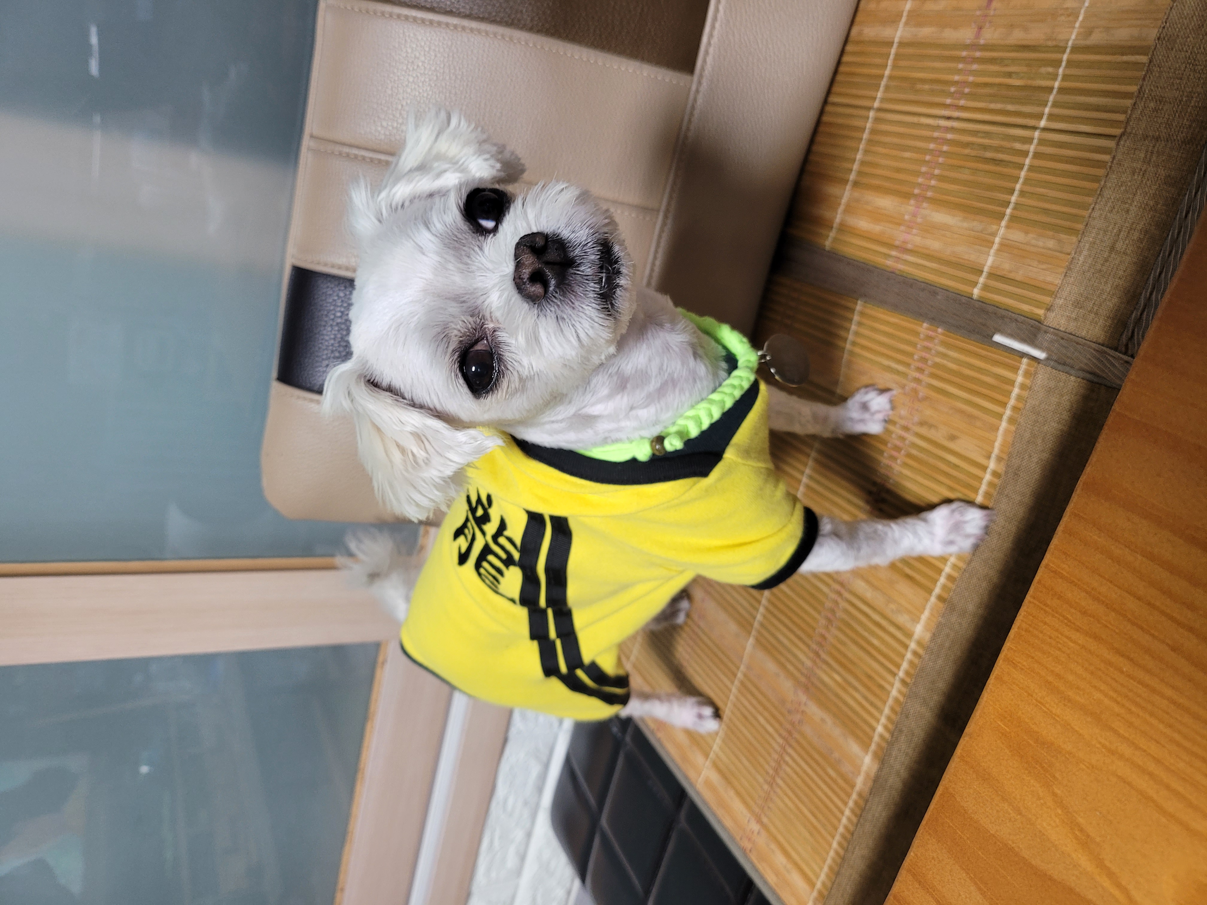 곤지암 길동이♡ 입양 한달!