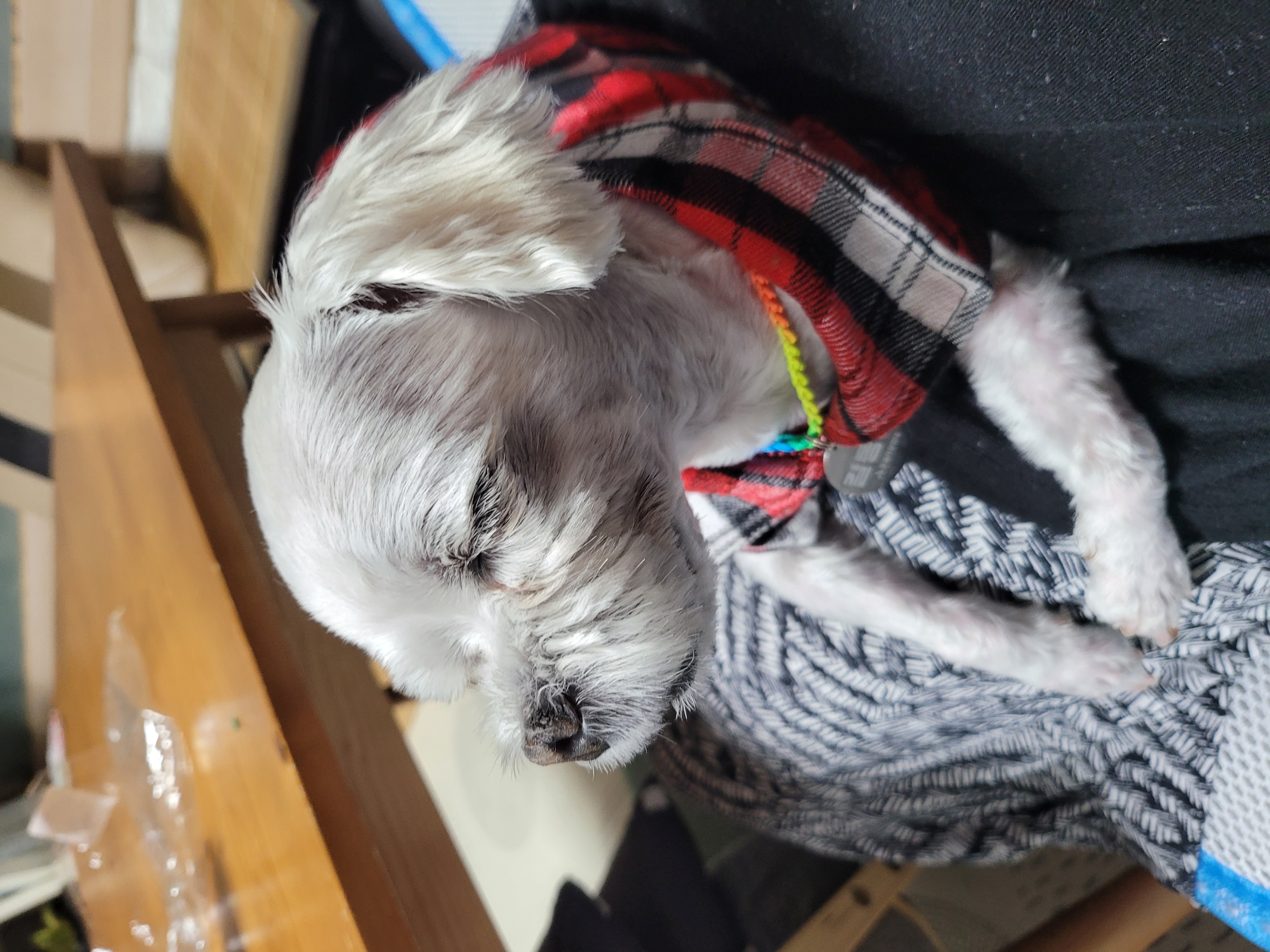 곤지암 길동이♡ 입양 한달!