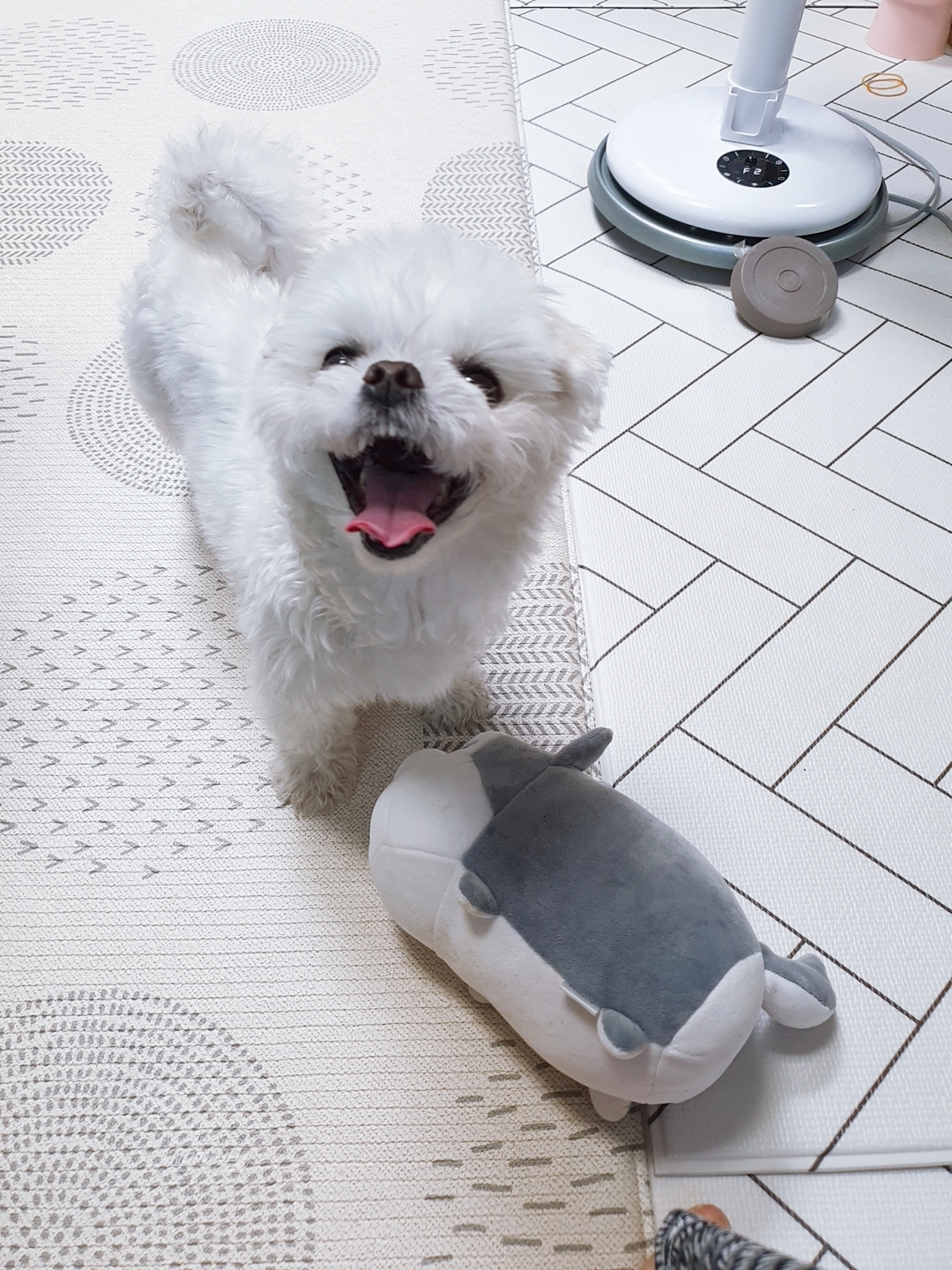 곤지암 길동이♡ 입양 한달!