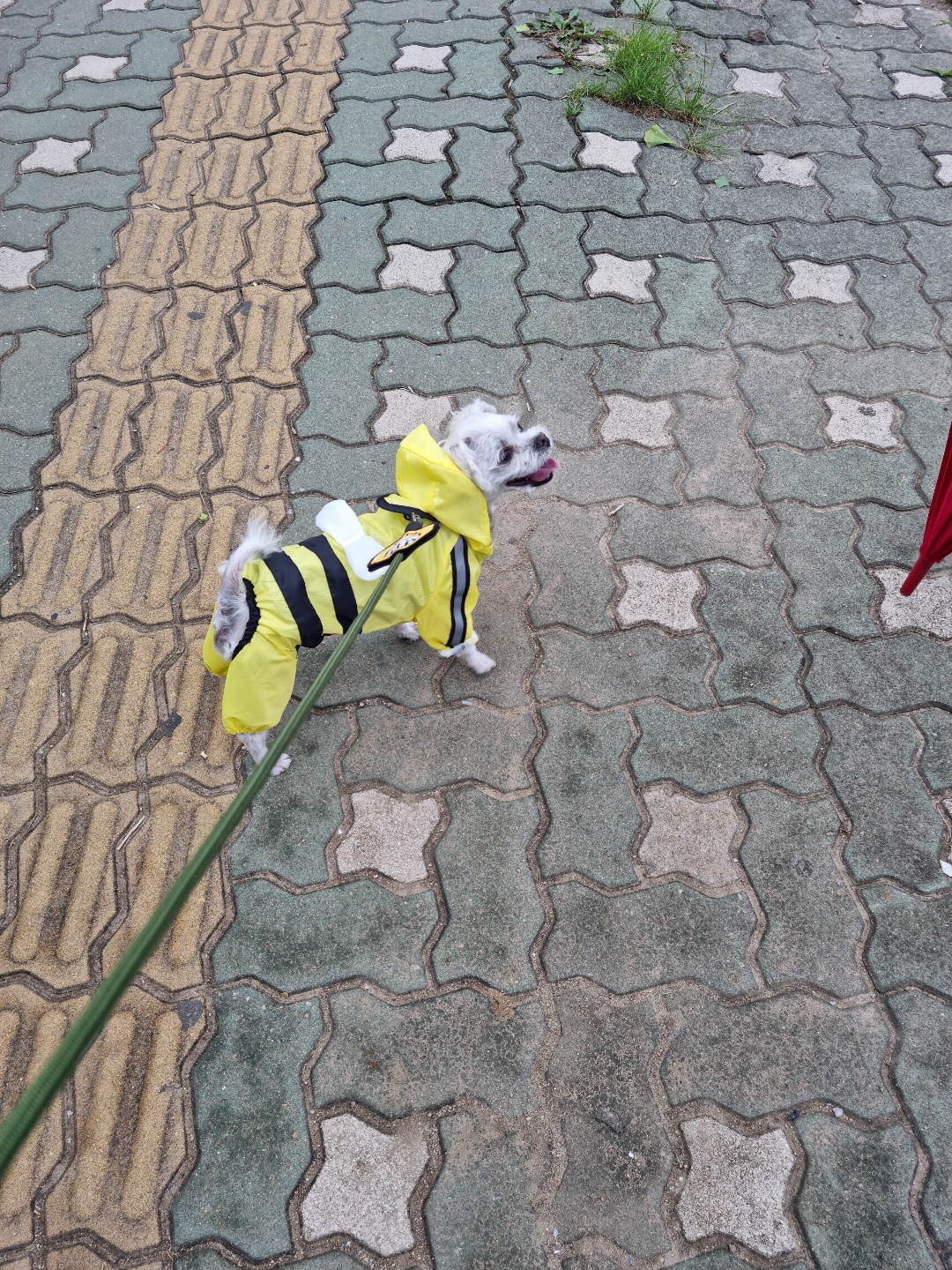 곤지암 길동이♡ 입양 한달!