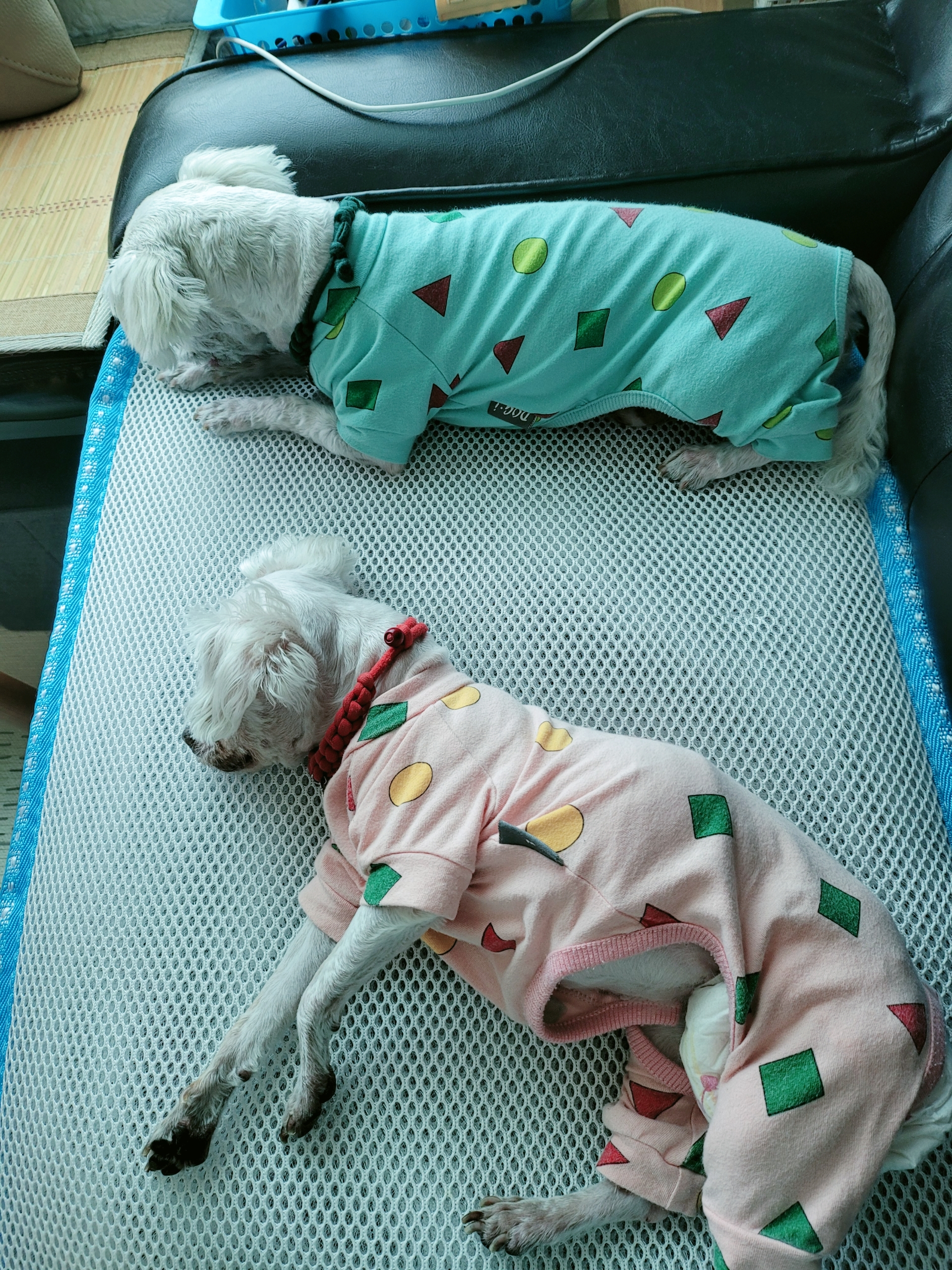 곤지암 길동이♡ 입양 한달!