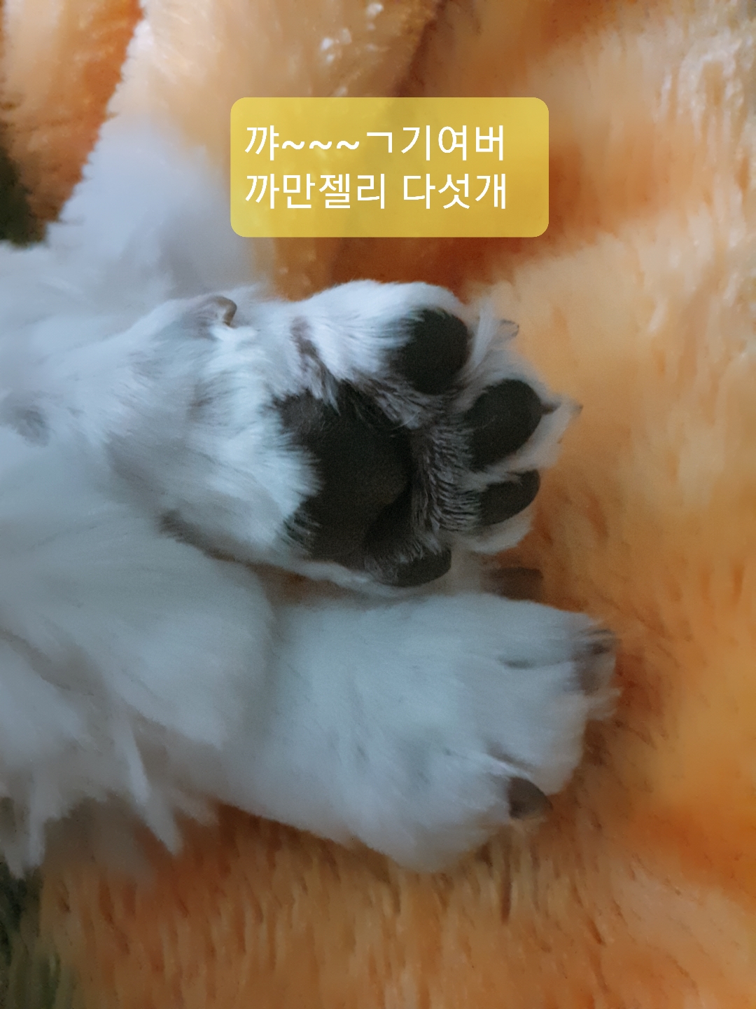 봄이(곤지암6청순) 한달 후기