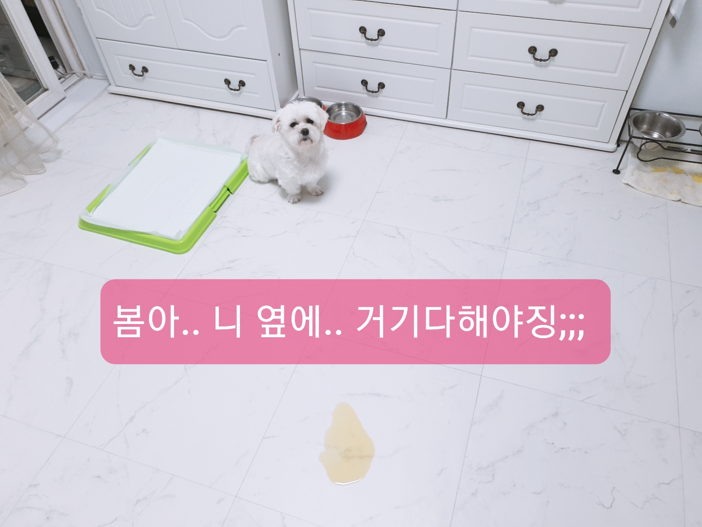 봄이(곤지암6청순) 한달 후기