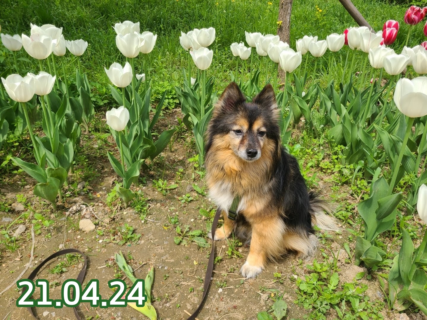 베를린이 12살이 되었어요