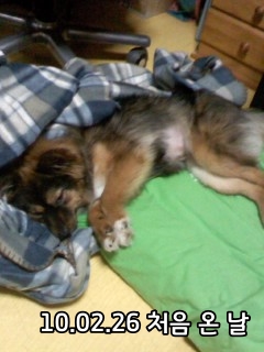 베를린이 12살이 되었어요