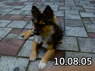 베를린이 12살이 되었어요