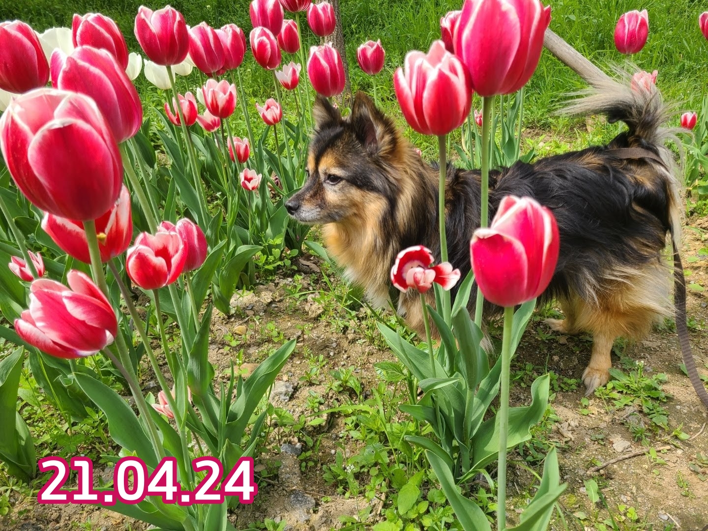 베를린이 12살이 되었어요