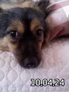 베를린이 12살이 되었어요