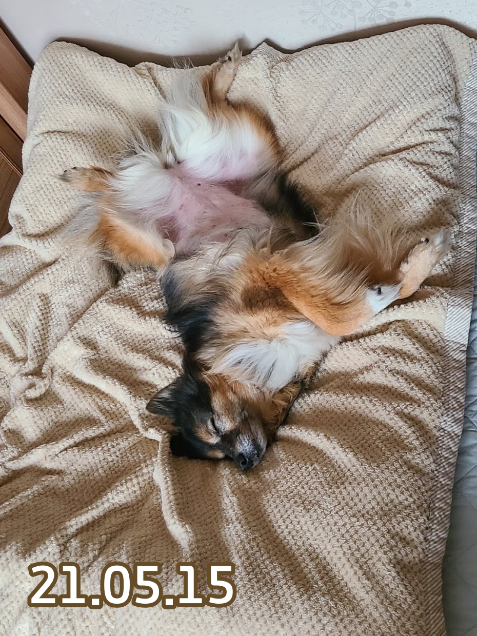 베를린이 12살이 되었어요