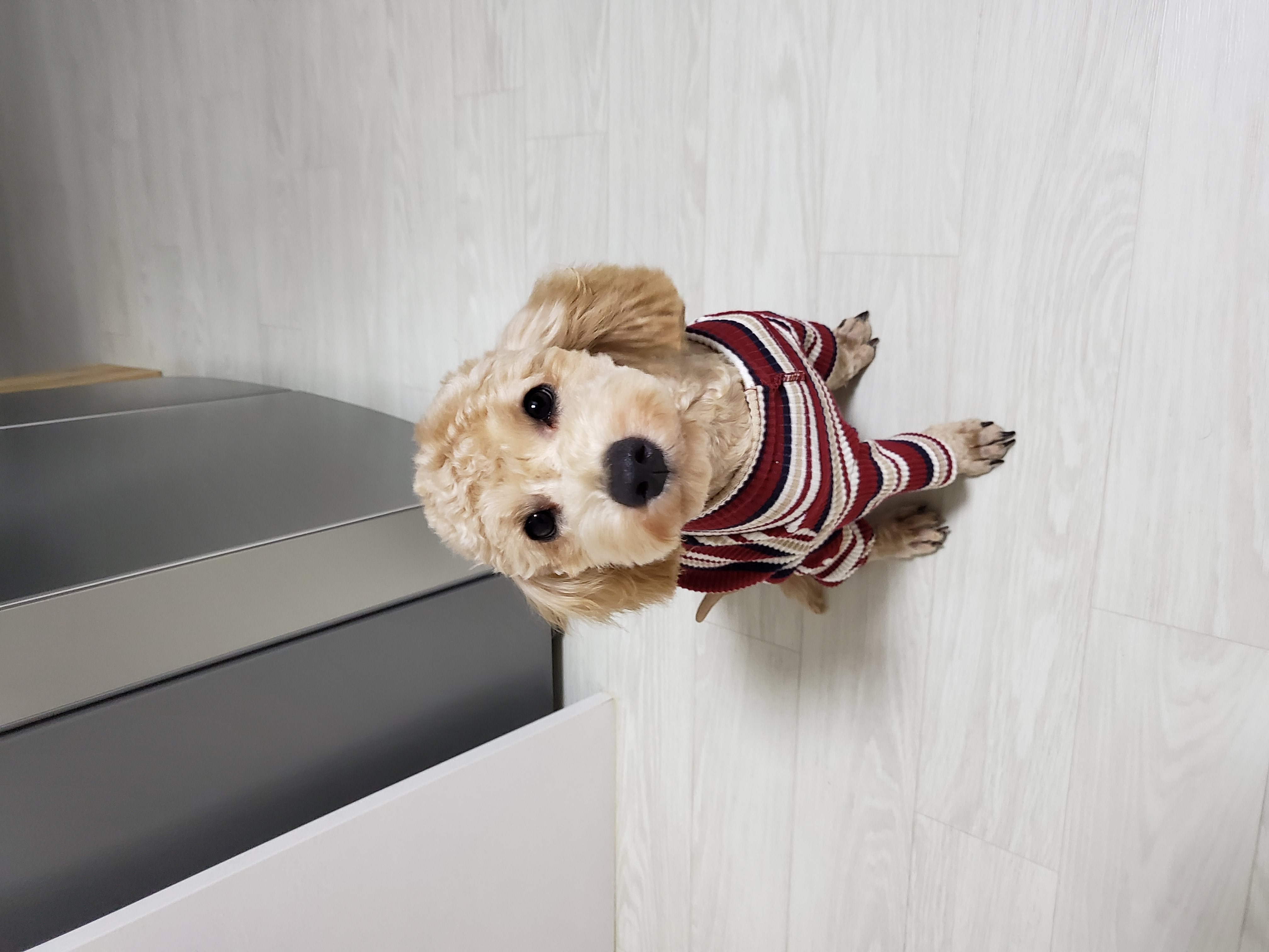 해피입양. 3개월후