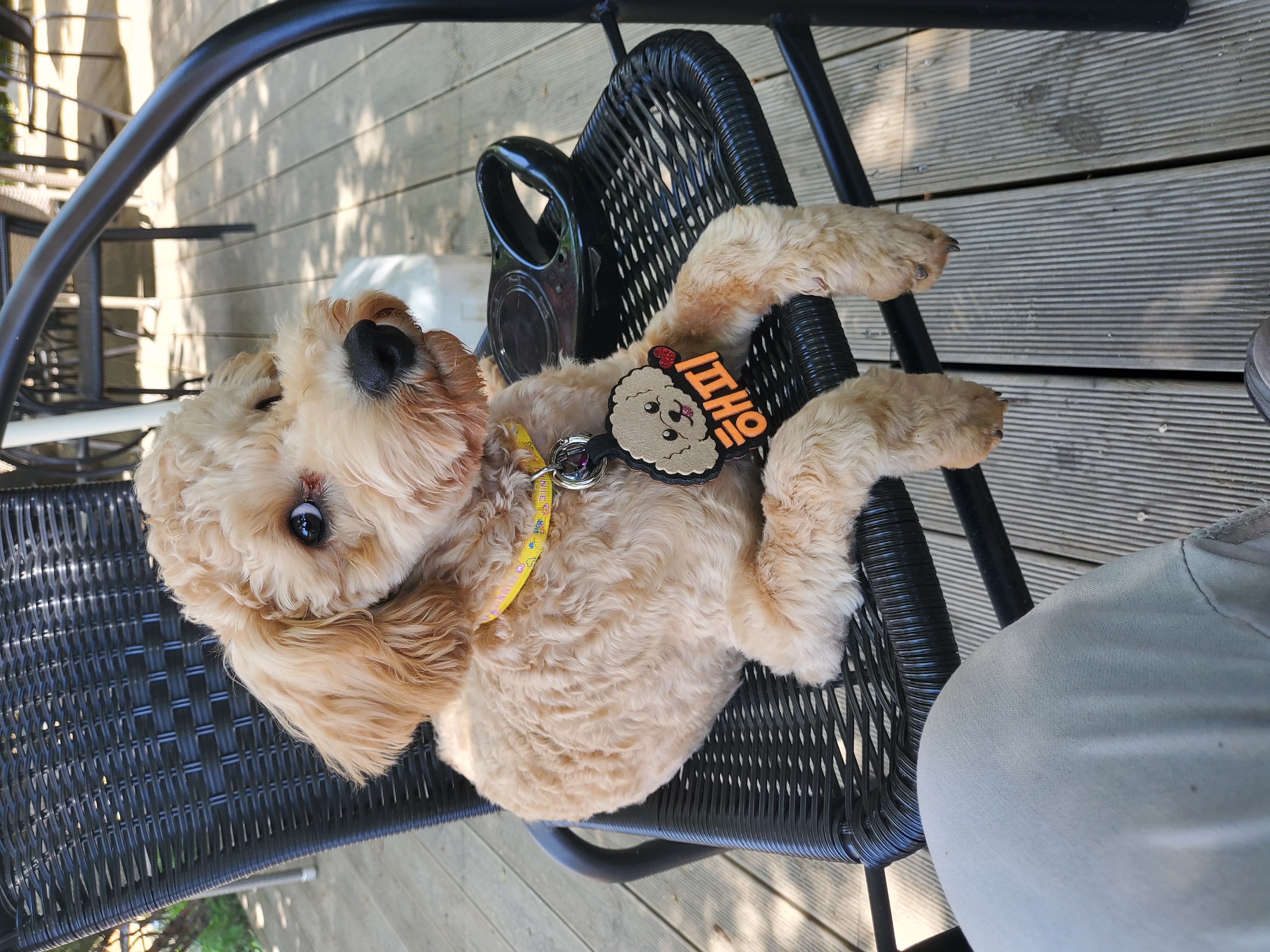 해피입양. 3개월후