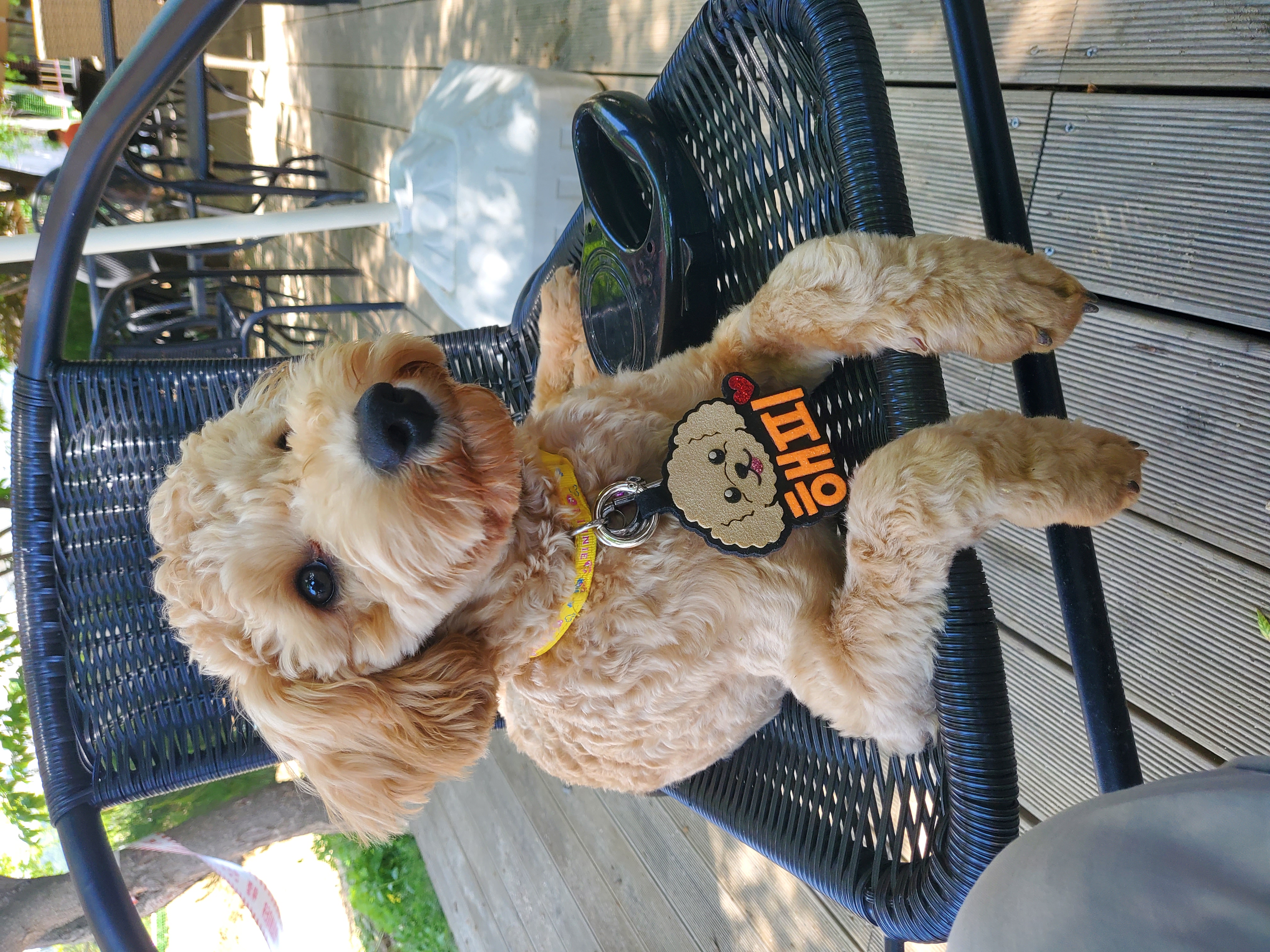 해피입양. 3개월후