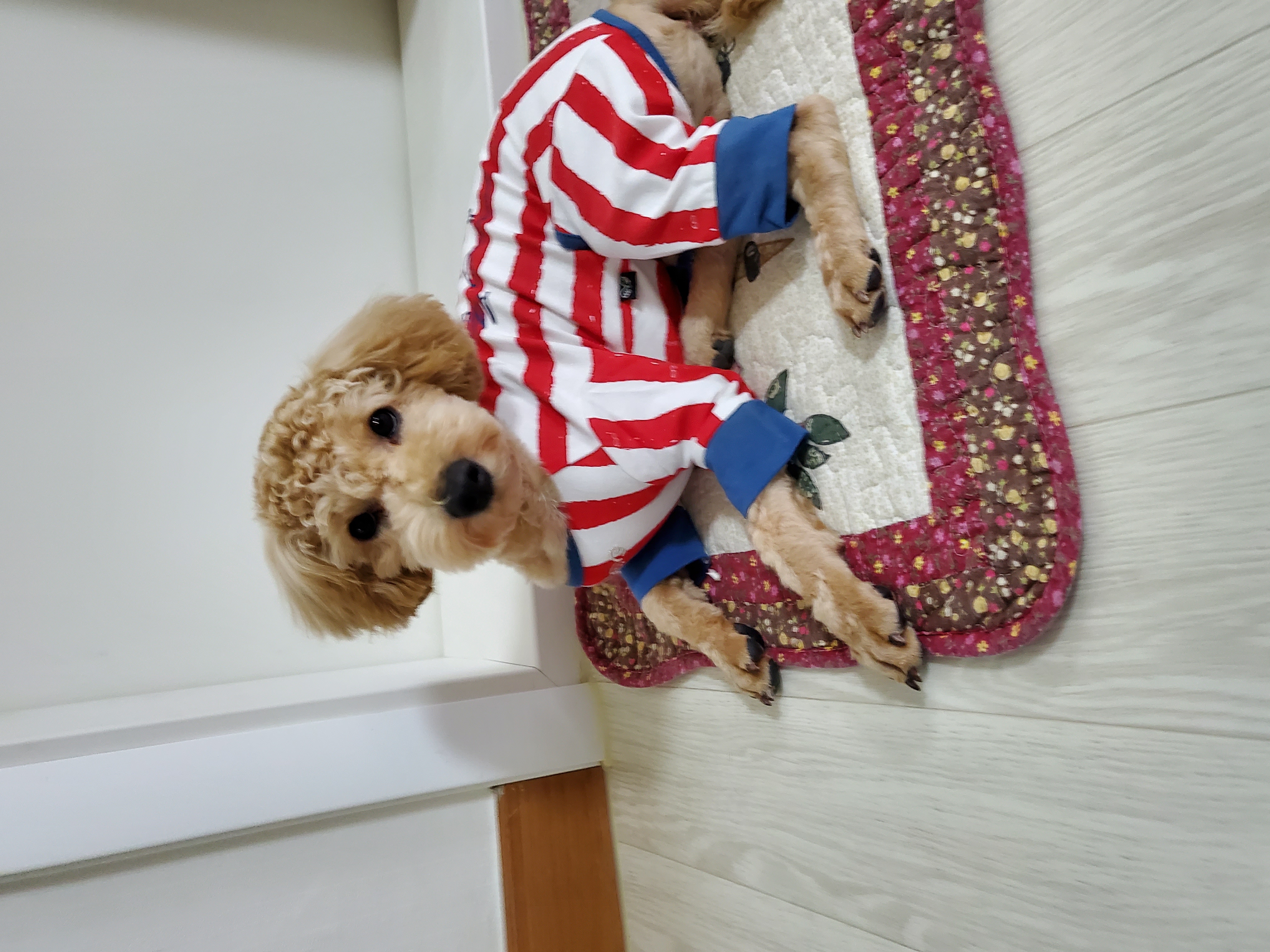 해피입양. 3개월후