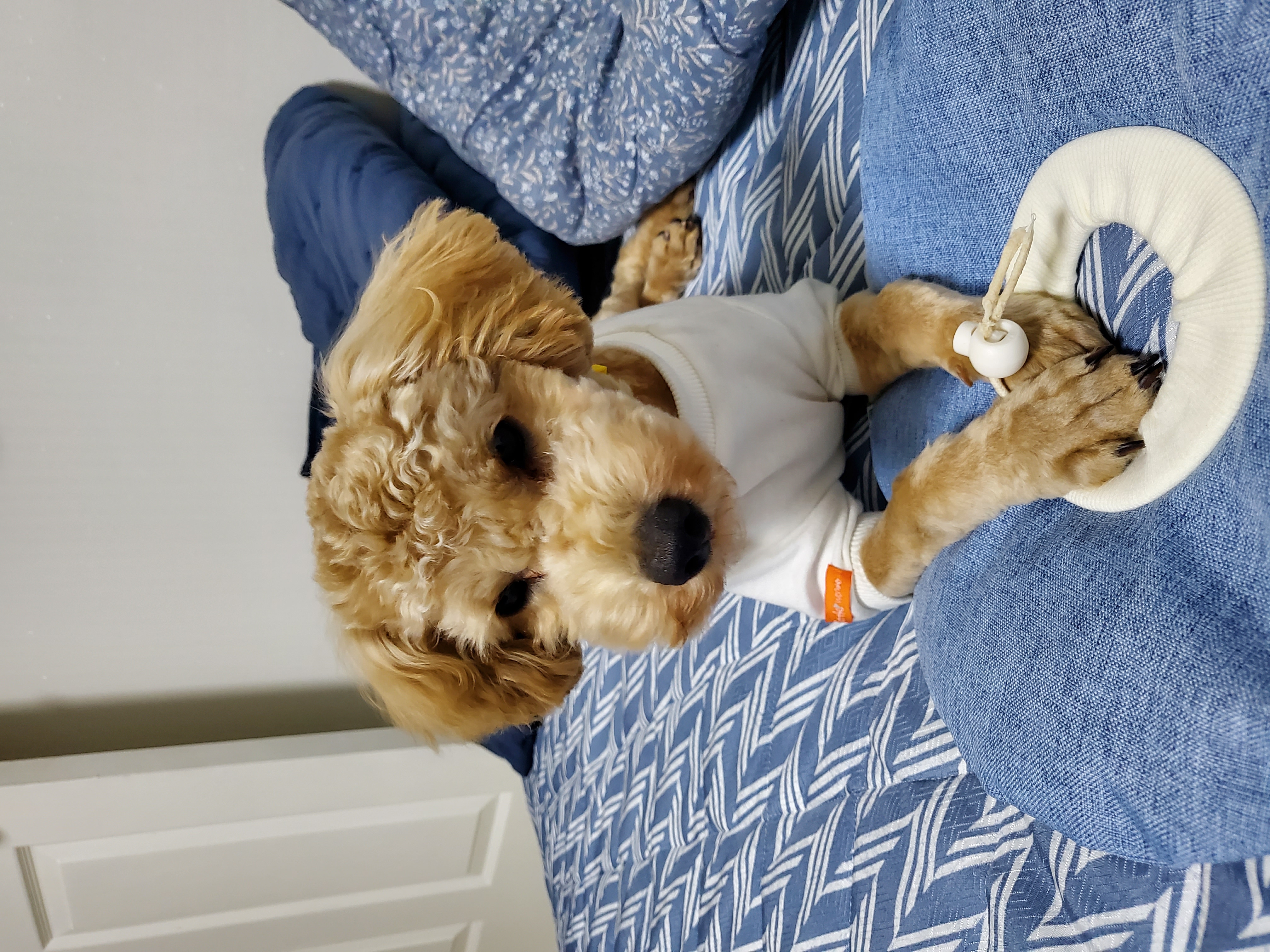 해피입양. 3개월후