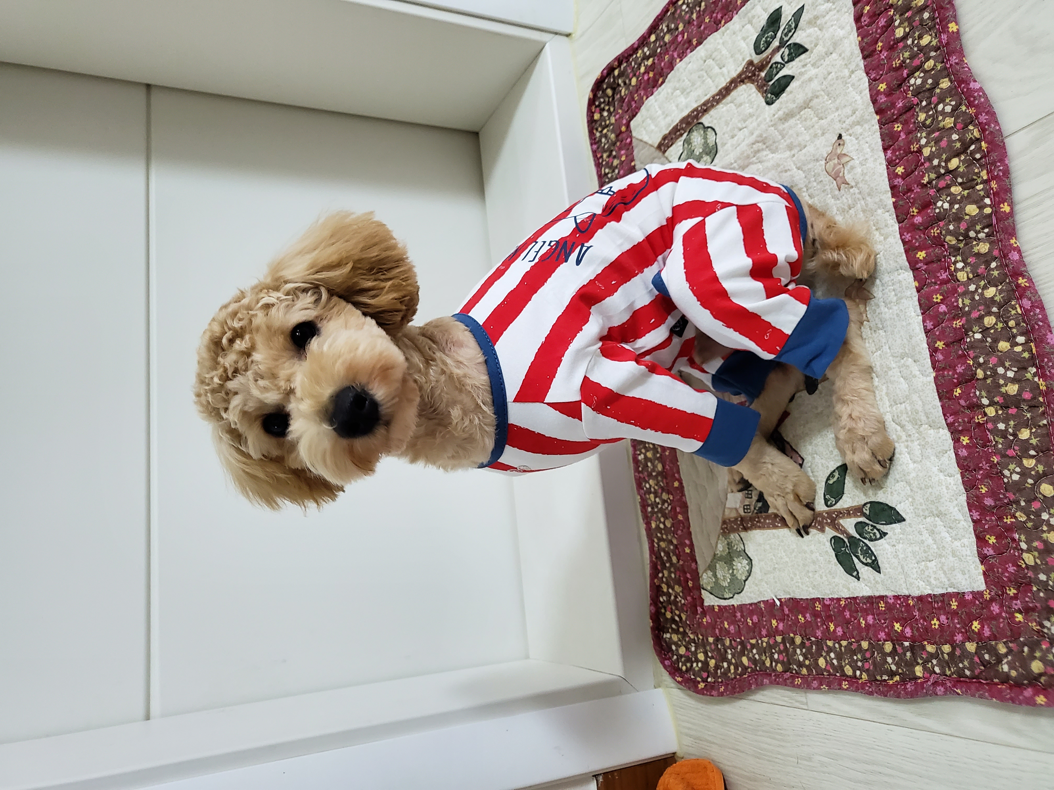 해피입양. 3개월후