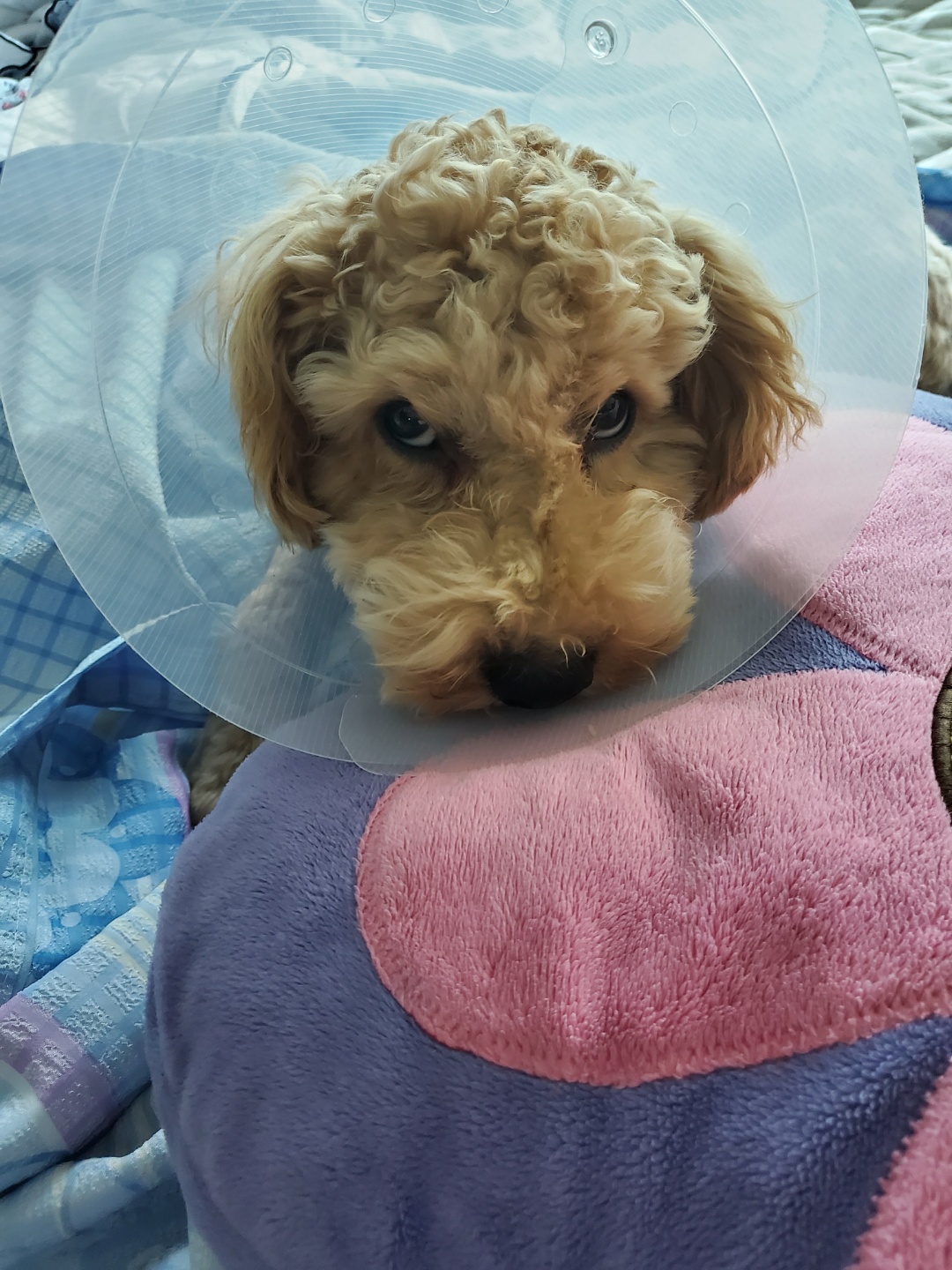 해피입양. 3개월후