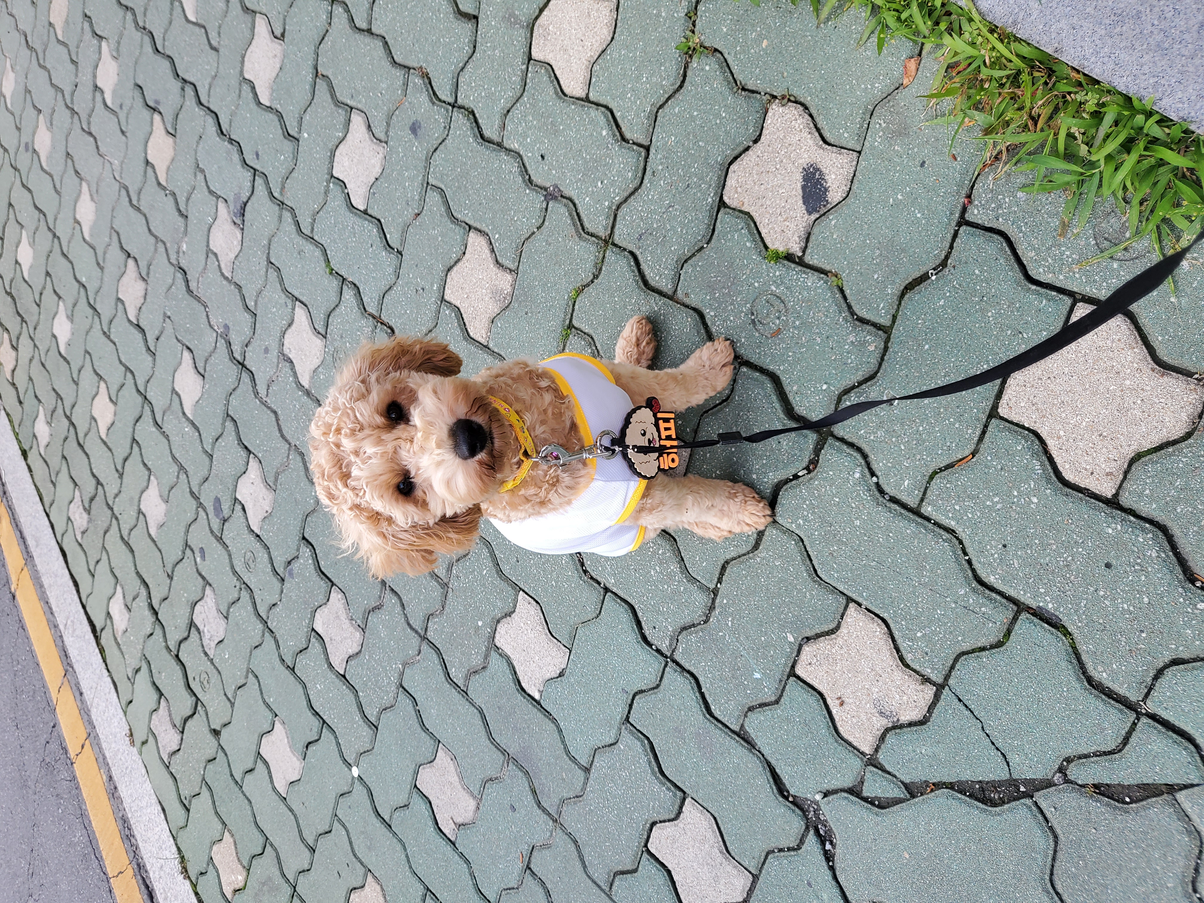 해피입양. 3개월후