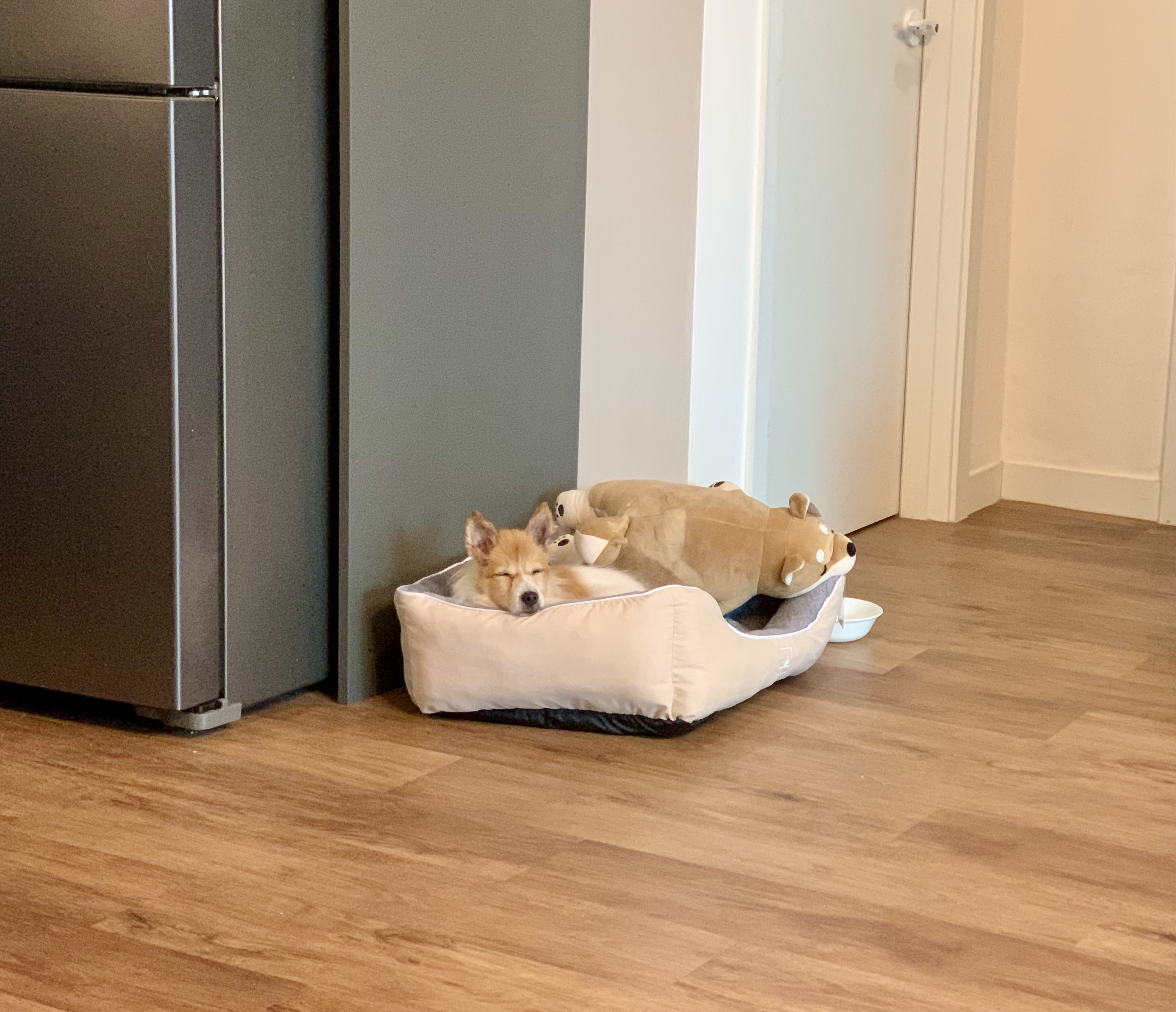 꼬맹이(마루) 입양 후 일주일 :)