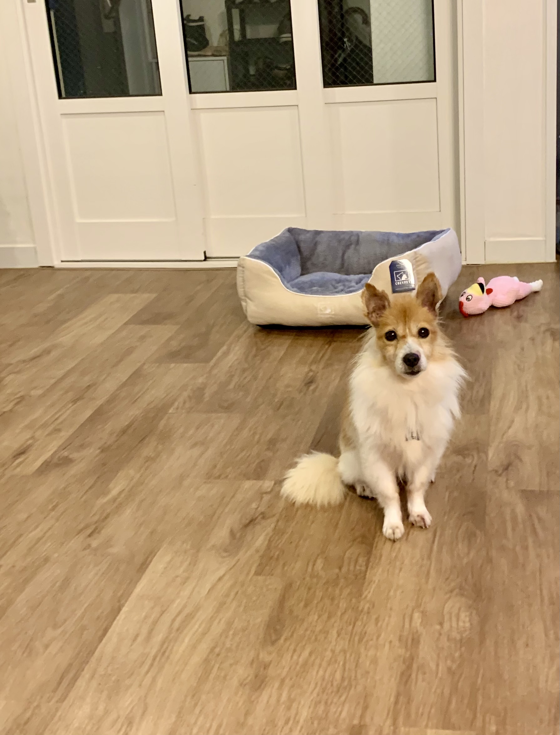 꼬맹이(마루) 입양 후 일주일 :)