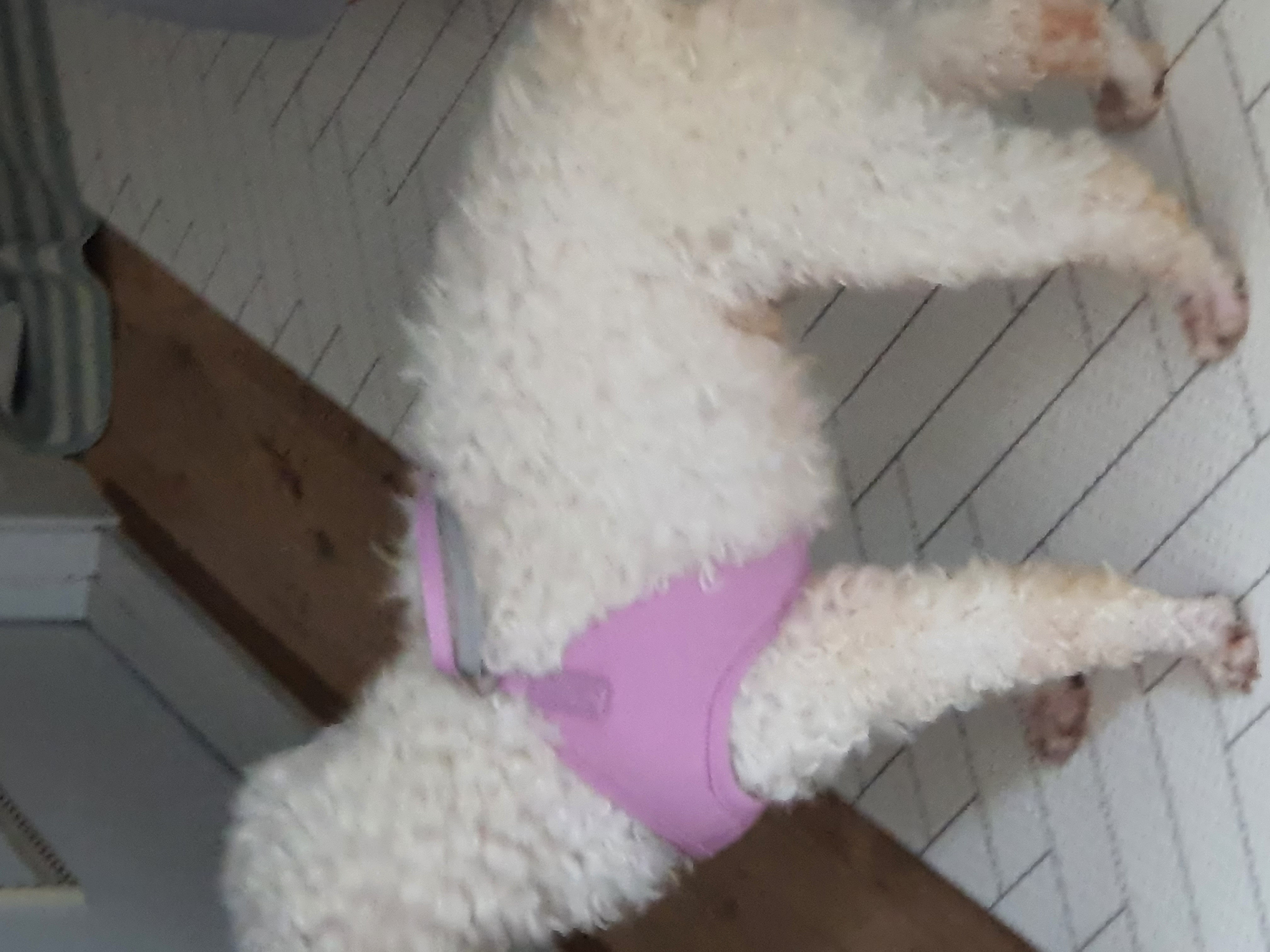 레일이 ( 현 : 최고다 ) 우리 고다 일주일 후 후기!! 😚