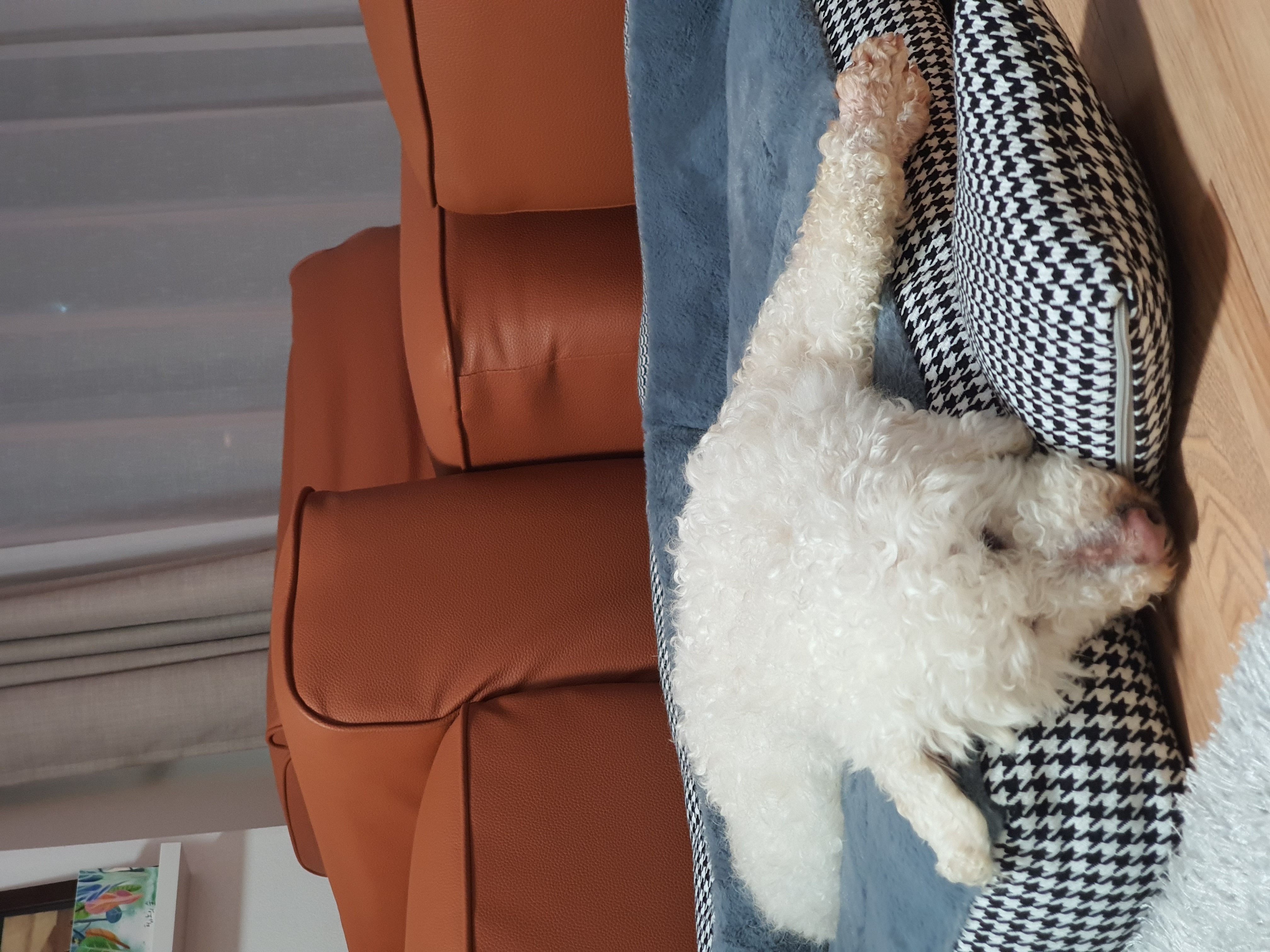 레일이 ( 현 : 최고다 ) 우리 고다 일주일 후 후기!! 😚