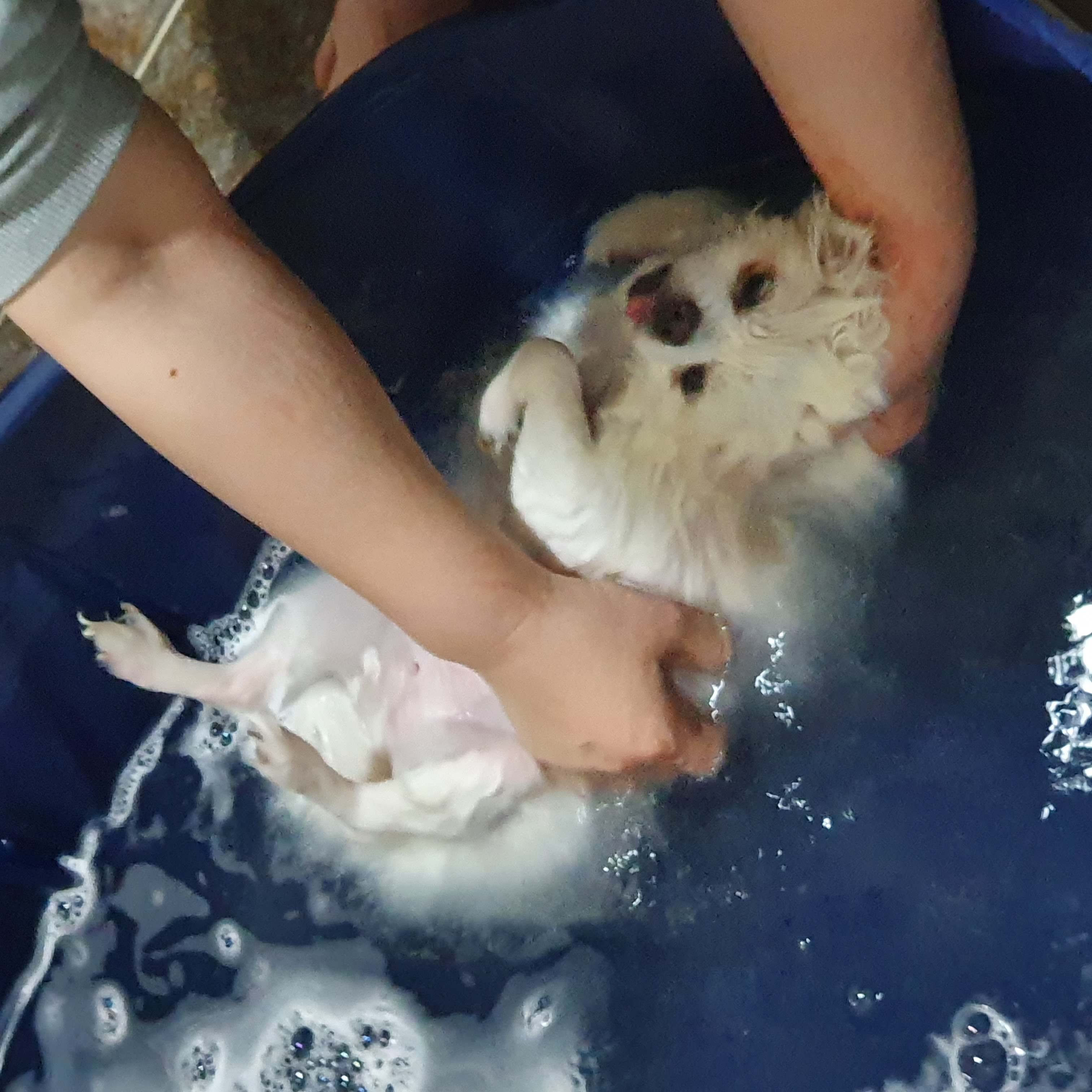 곤지암 꾸르미 늦은 임보후기 올립니다