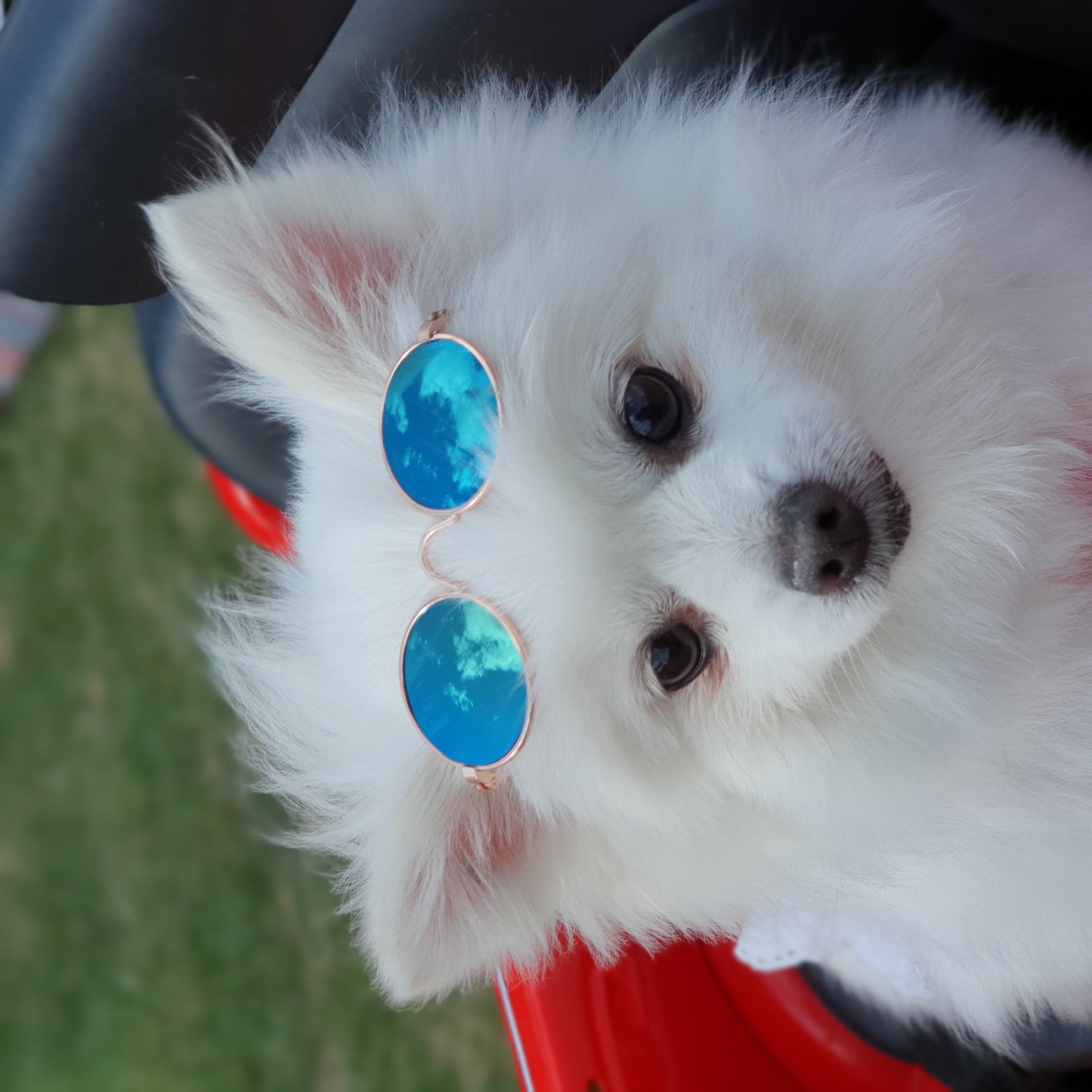 곤지암 꾸르미 늦은 임보후기 올립니다