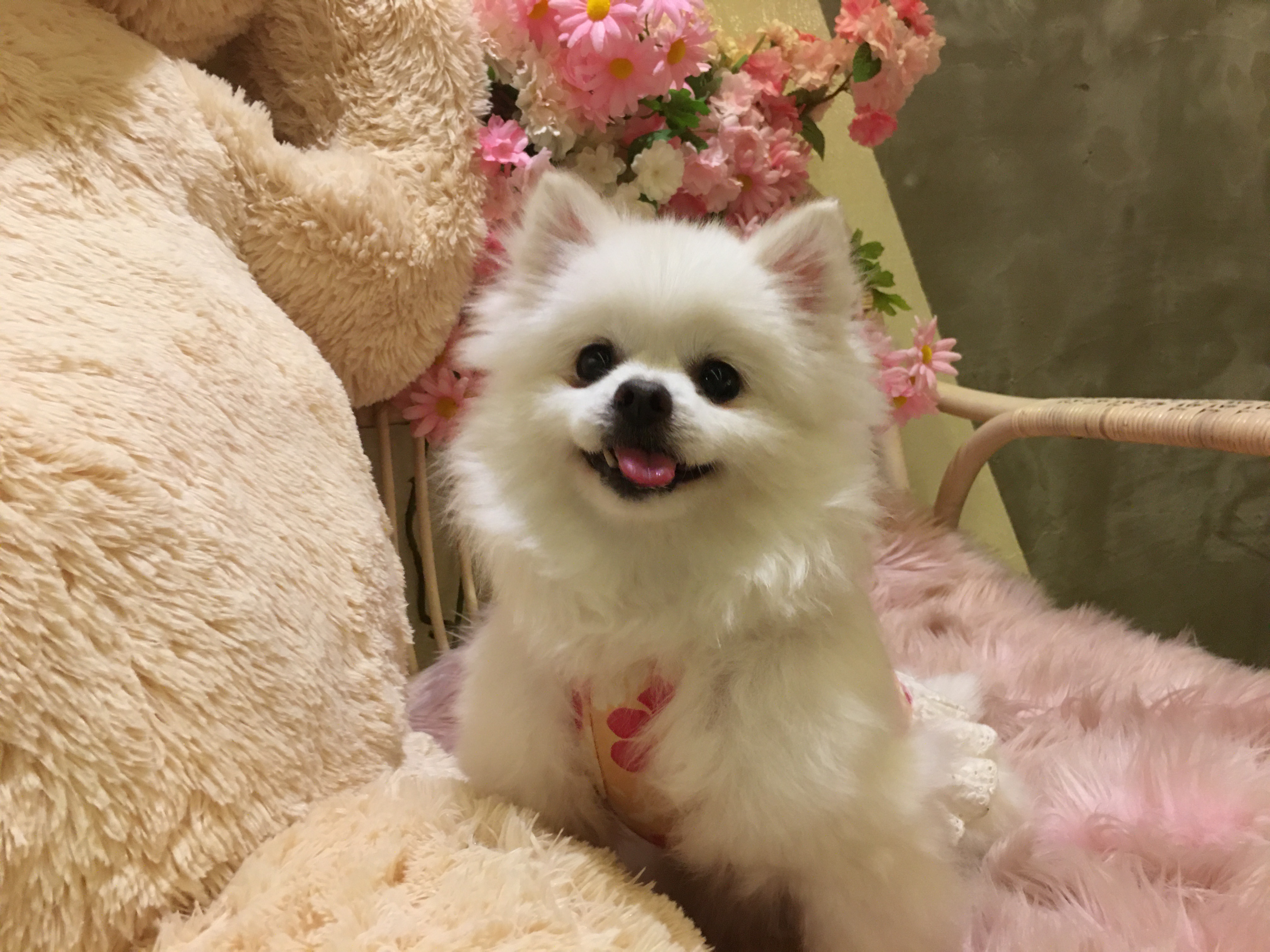 곤지암 꾸르미 늦은 임보후기 올립니다