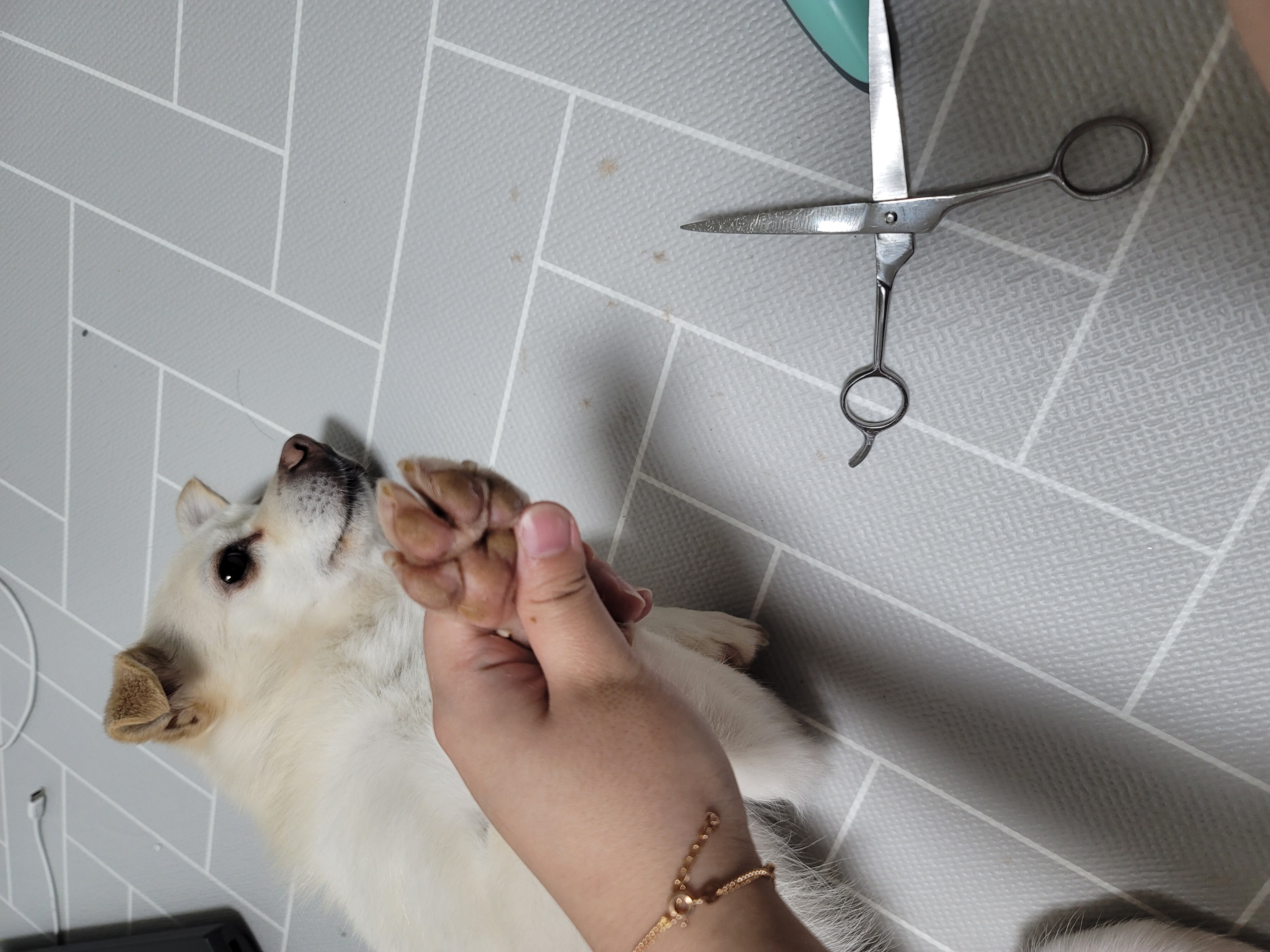 호두(데이지) 입양 후 이야기