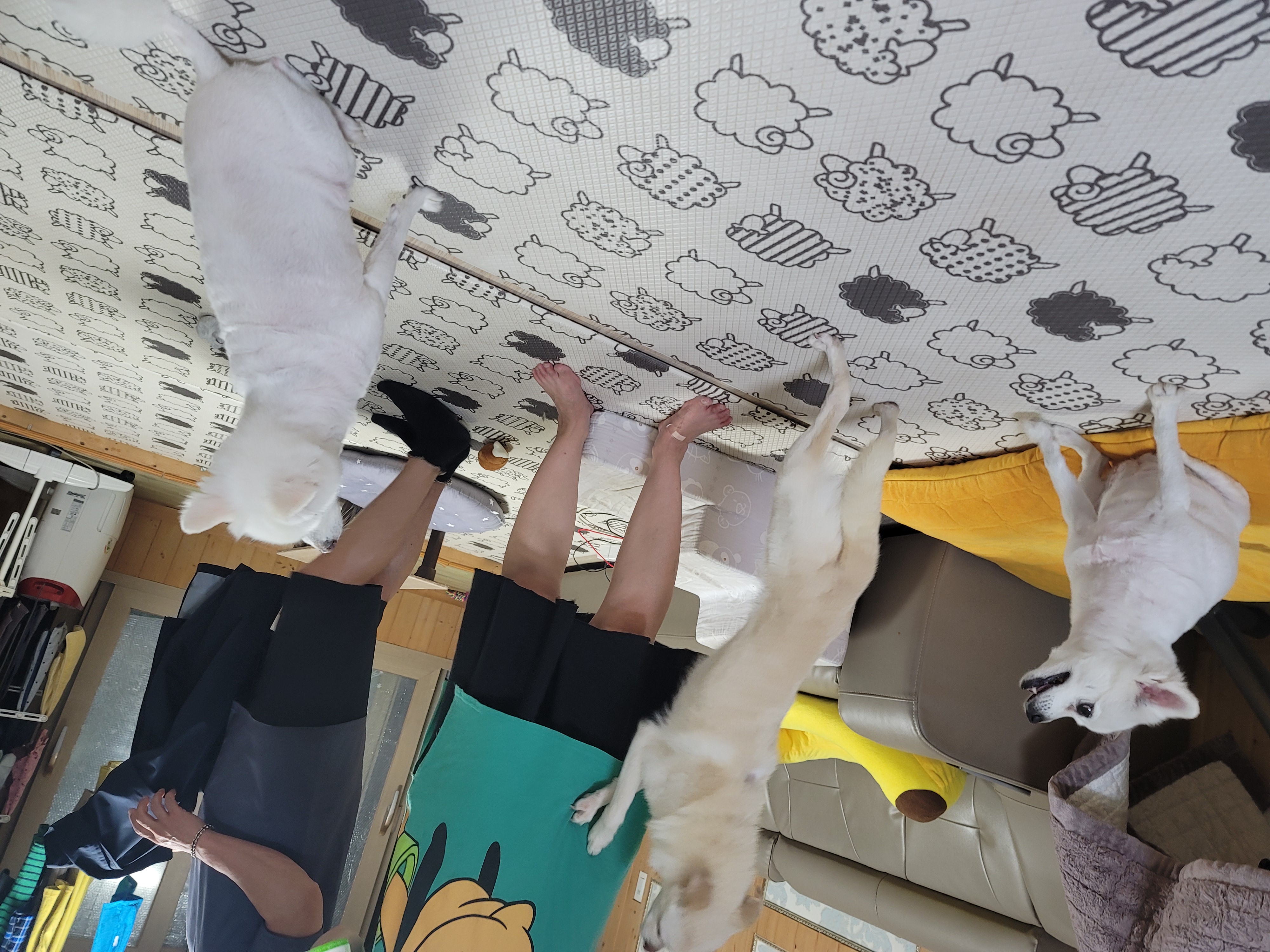 호두(데이지) 입양 후 이야기