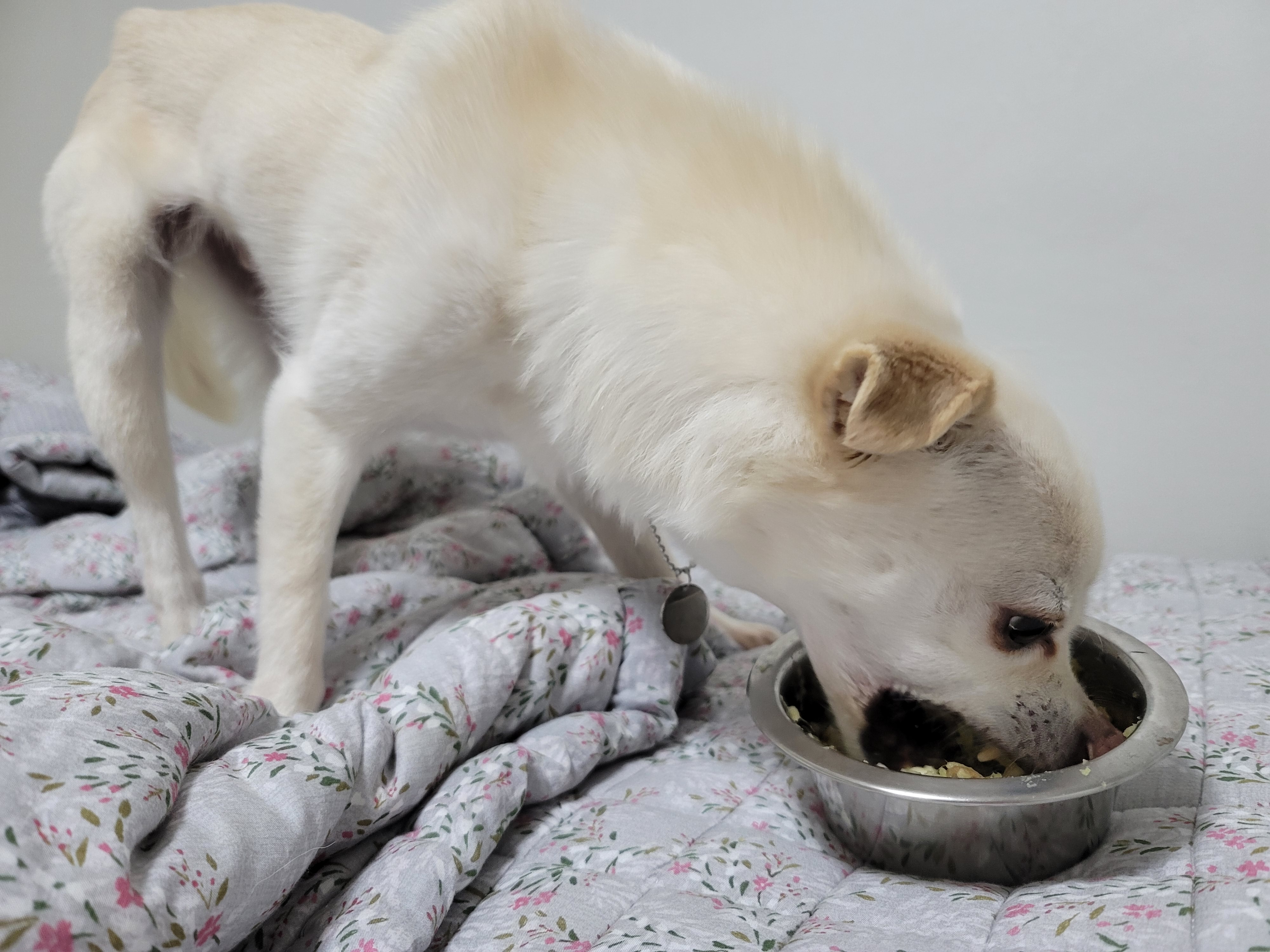 호두(데이지) 입양 후 이야기