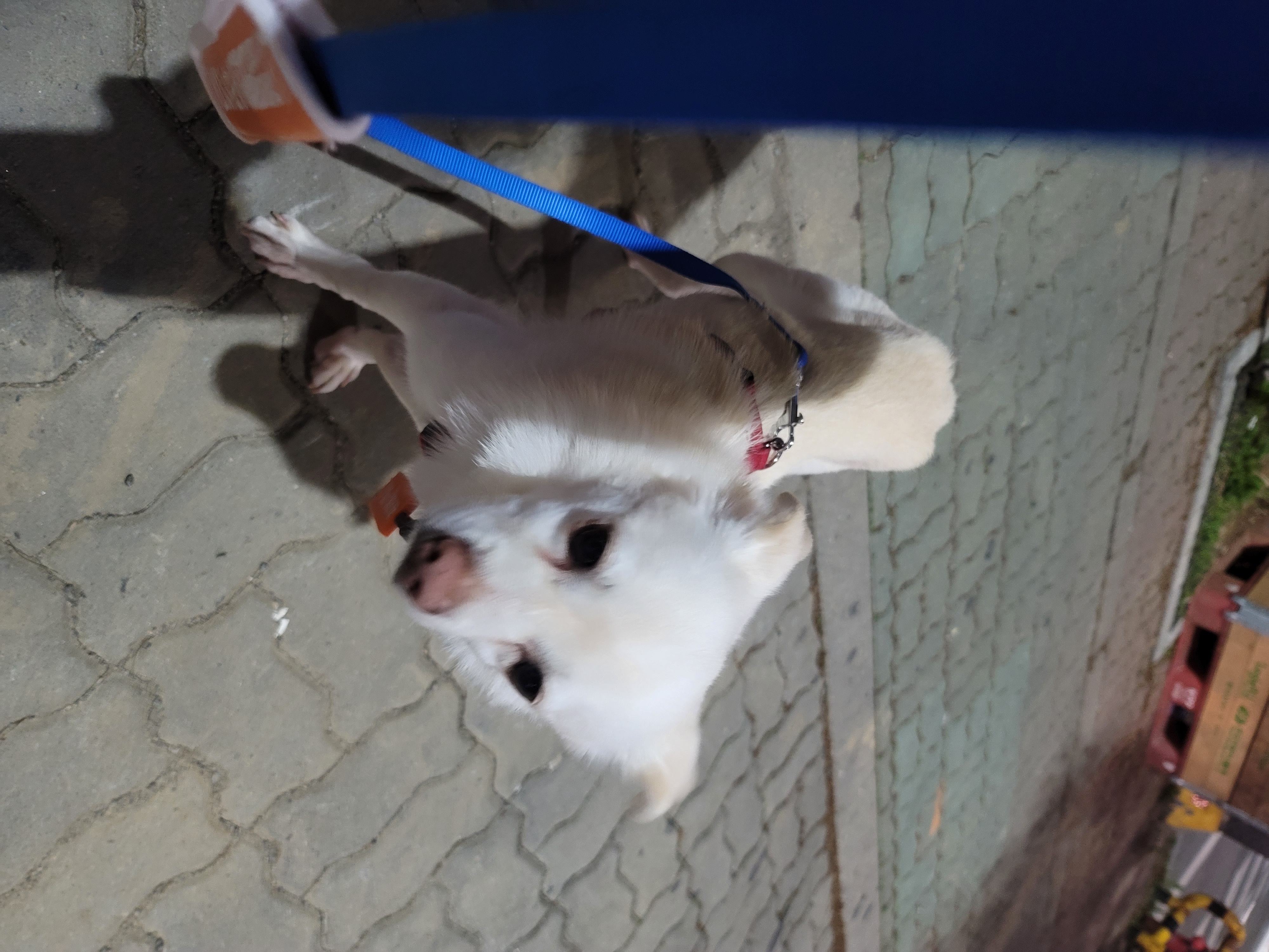 호두(데이지) 입양 후 이야기