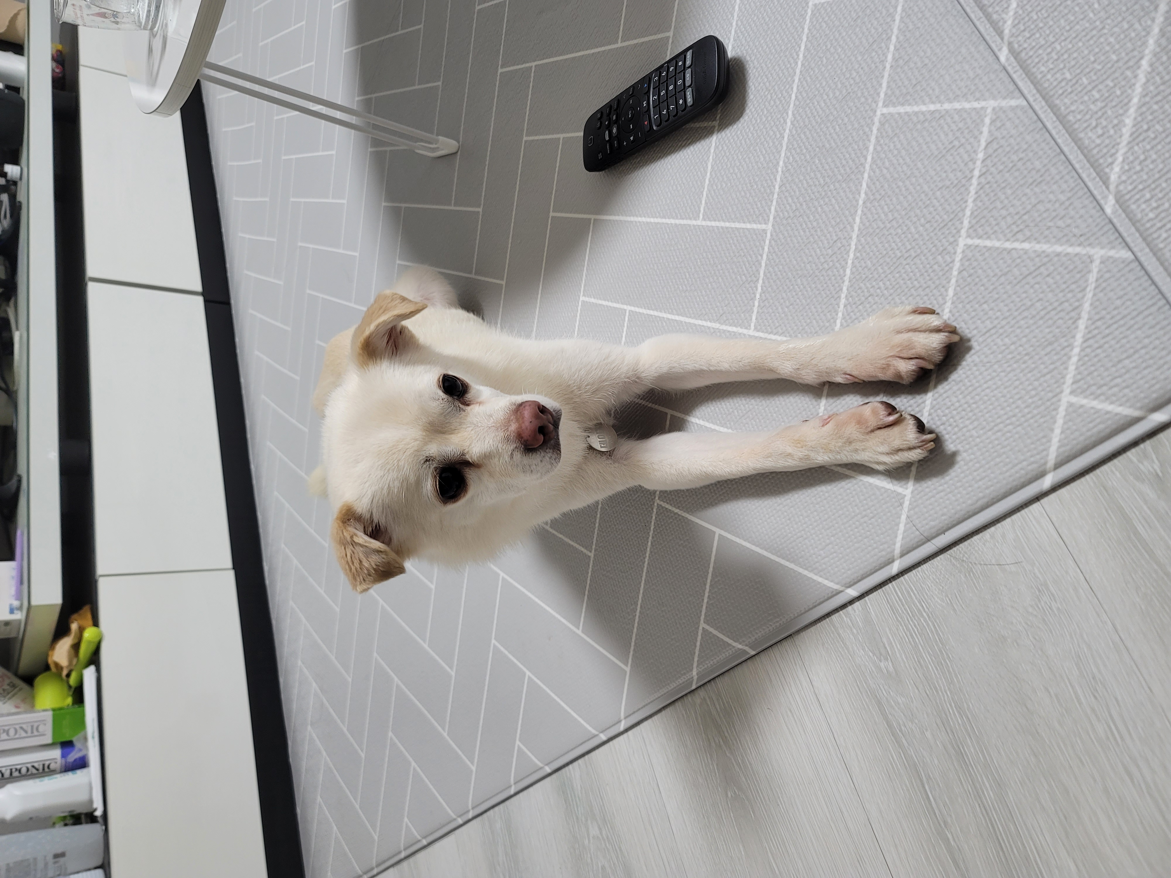 호두(데이지) 입양 후 이야기