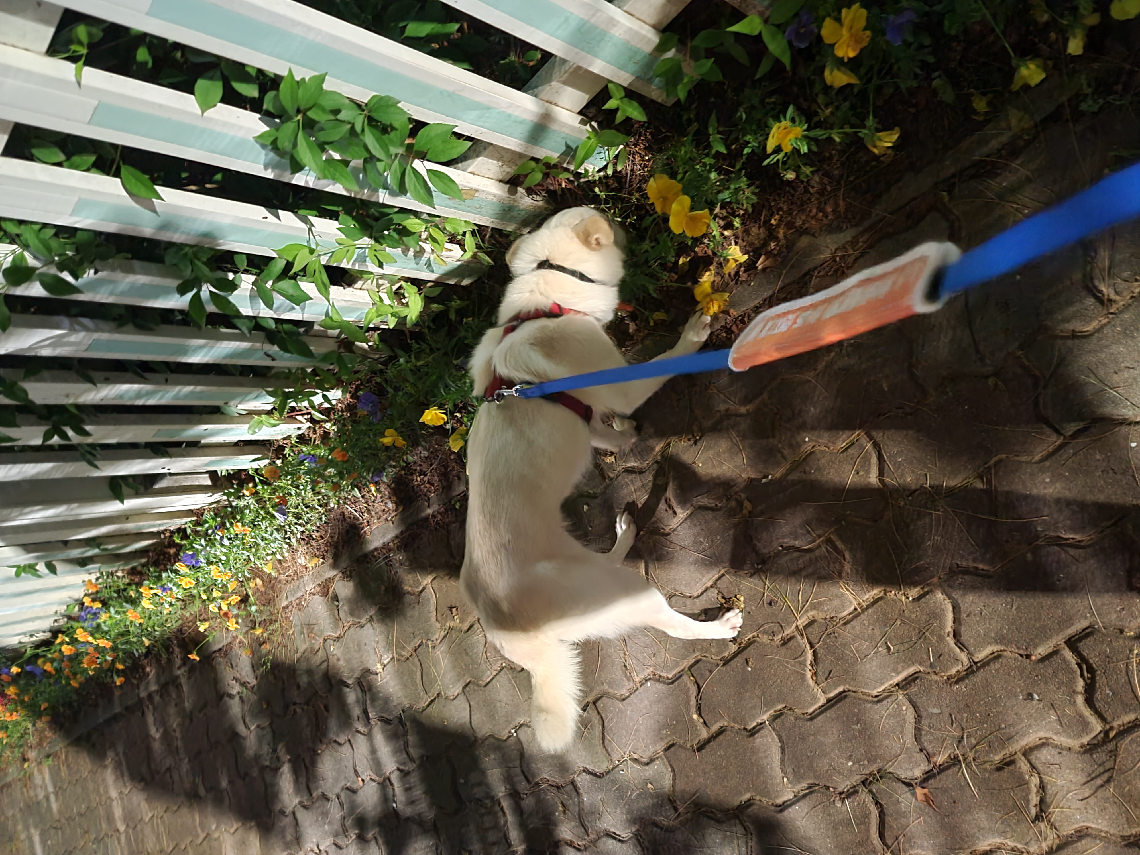 호두(데이지) 입양 후 이야기